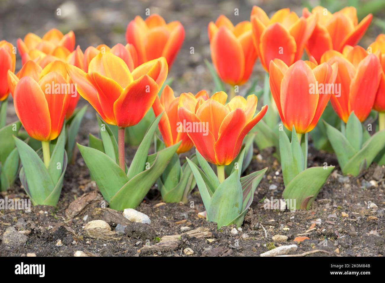 Tulipa 'Love Song', Tulip 'Love Song', Kaufmanniana tulipe 'Love Song'. Tulipe aux feuilles rayées et fleurs orange vif Banque D'Images
