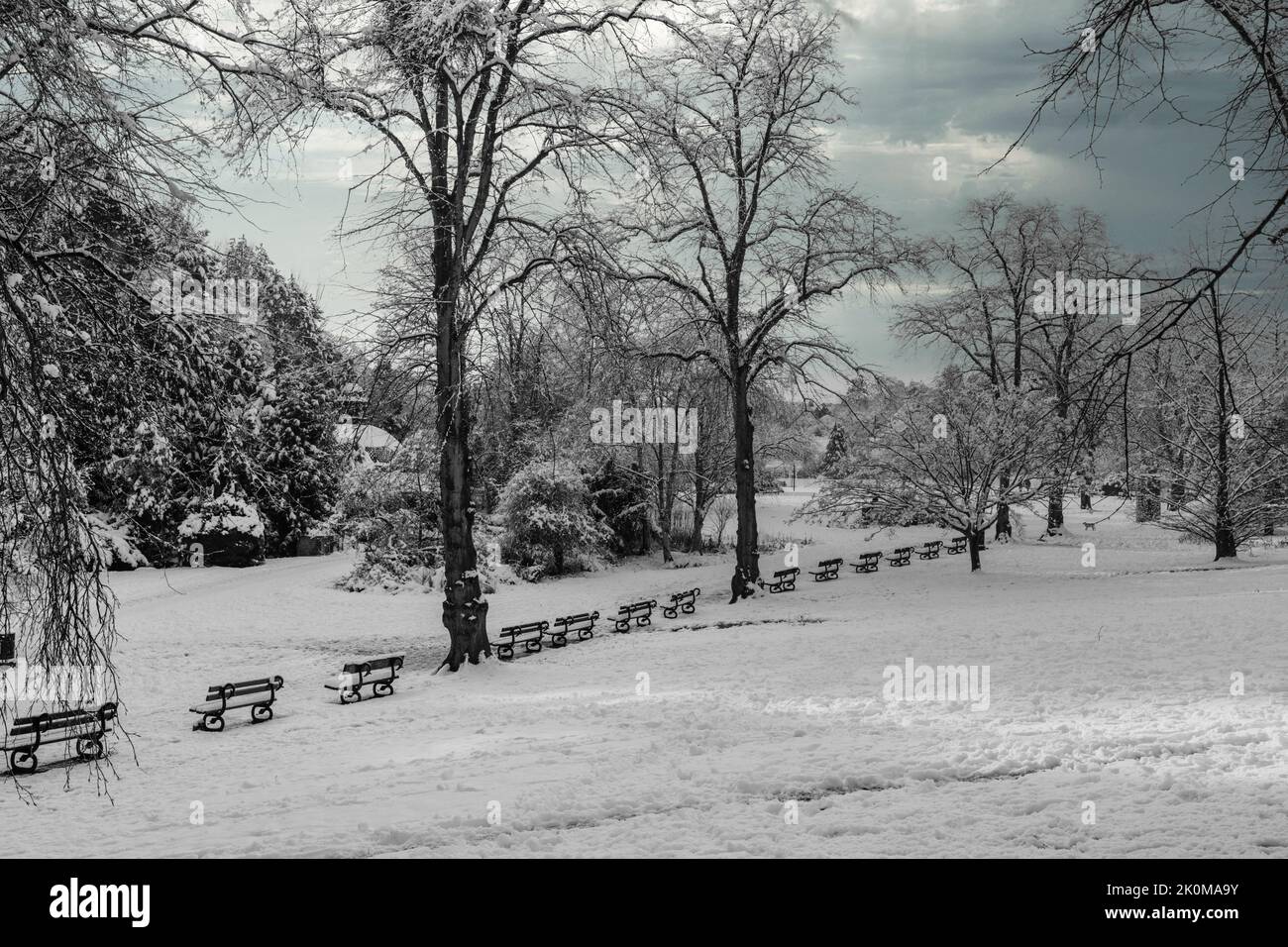 Une journée d'hiver froide avec neige couvrant des branches et des rangées de bancs de parc en bois, Valley Gardens, Harrogate, Royaume-Uni. Banque D'Images