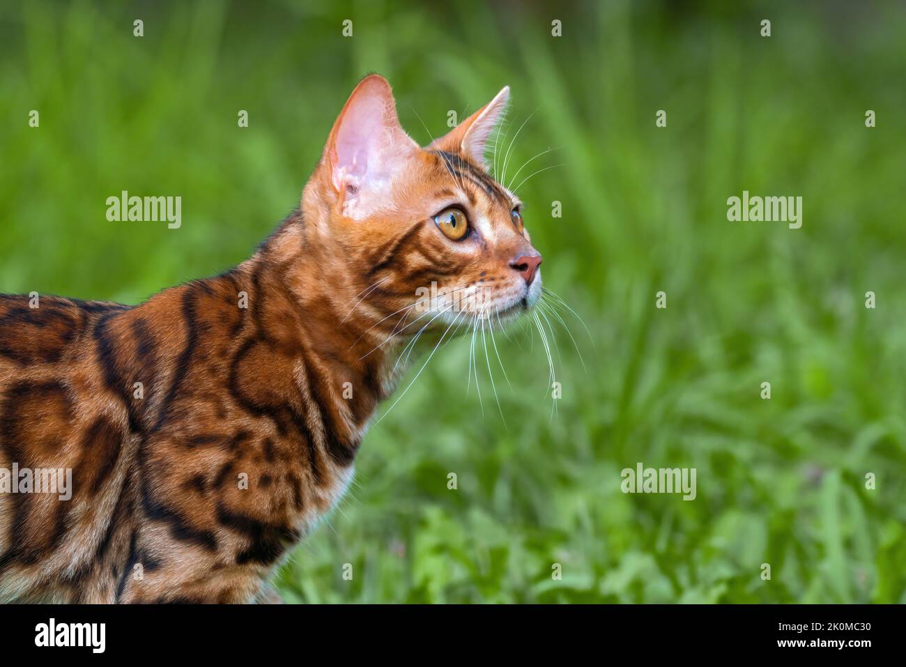 Beau jeune chat bengale dans le jardin Banque D'Images