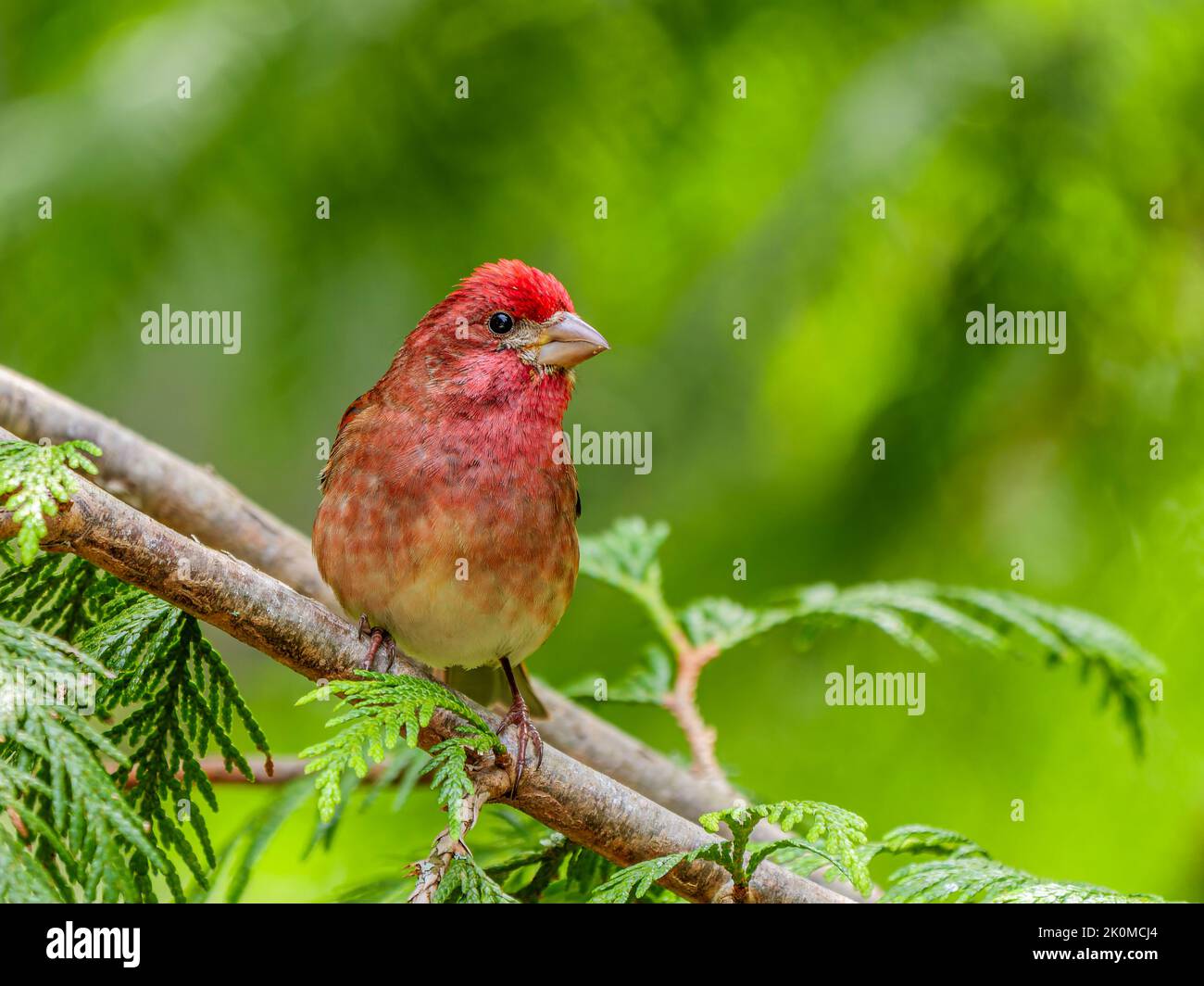 Un mâle pourpre finch (purpureus héorheux) perché sur une branche d'un cèdre Banque D'Images