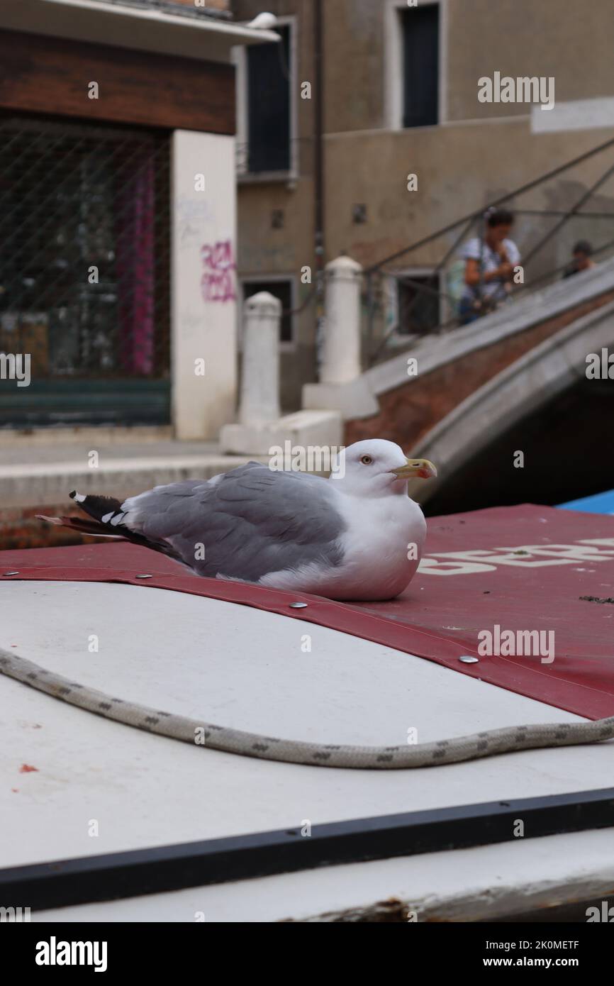 Mouette reposant sur un bateau à Venise Banque D'Images Mouette reposant sur un bateau à Venise Banque D'Images