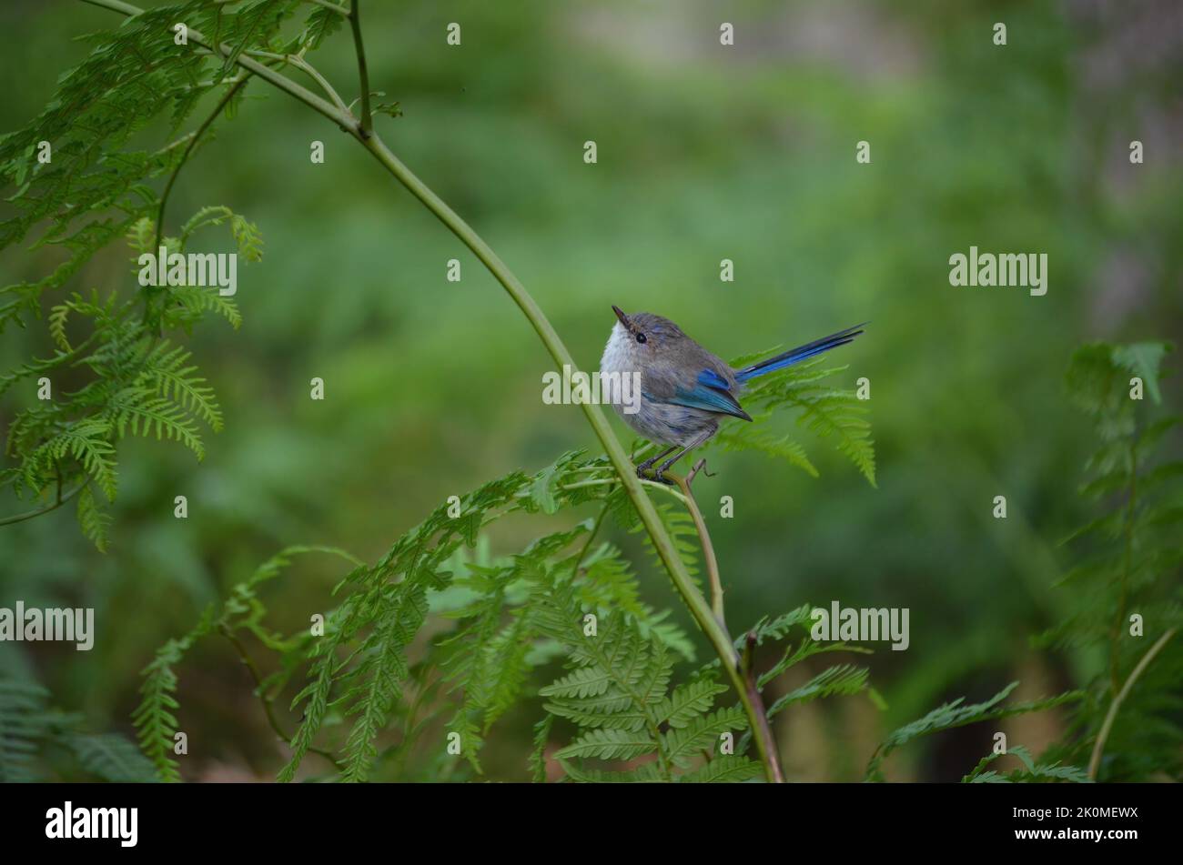 Magnifique Fairywren (Malarus splendens) dans le plumage Eclipse Banque D'Images