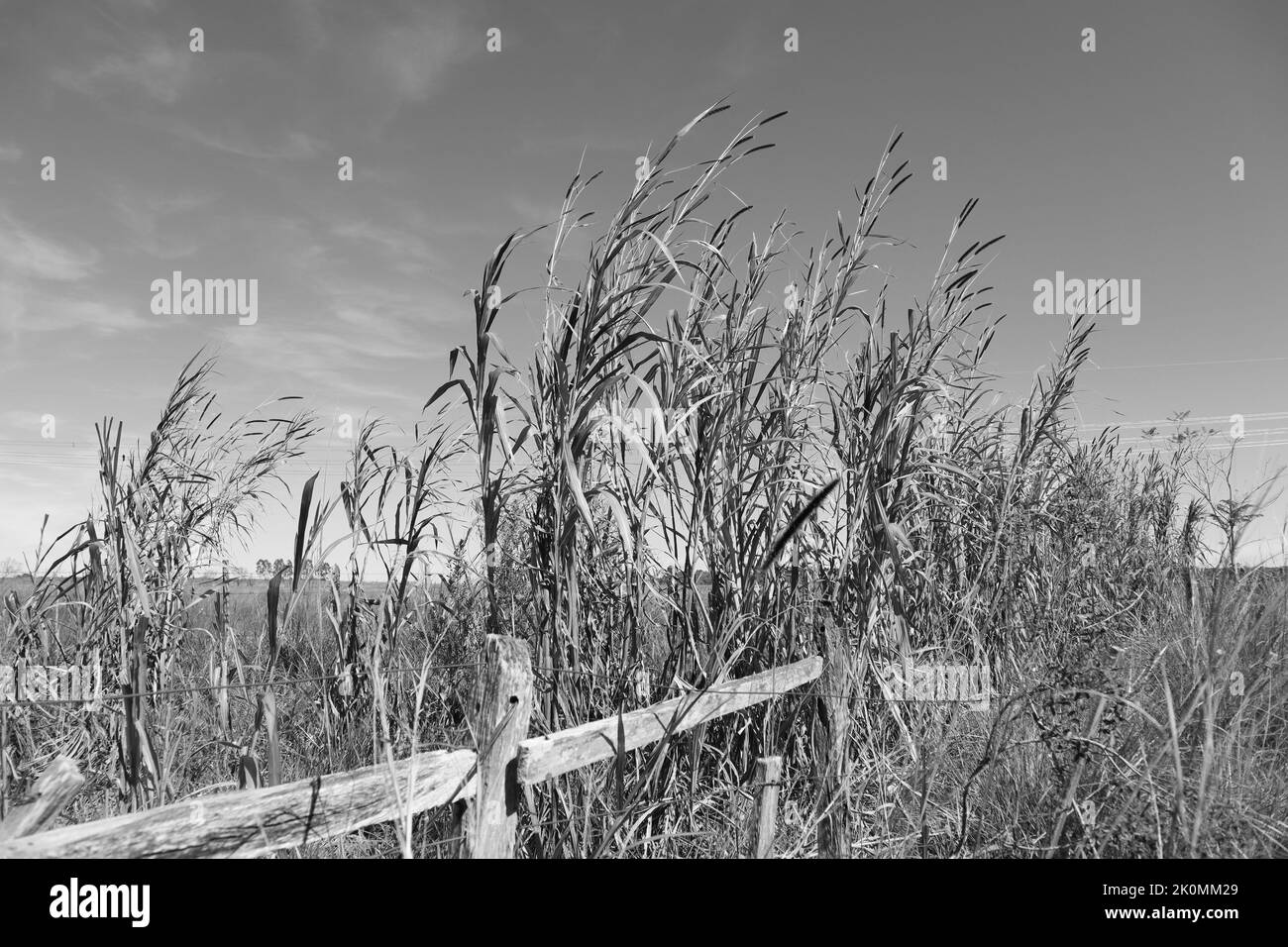 Une photo en niveaux de gris de roseaux qui se développent à côté d'une clôture en bois Banque D'Images
