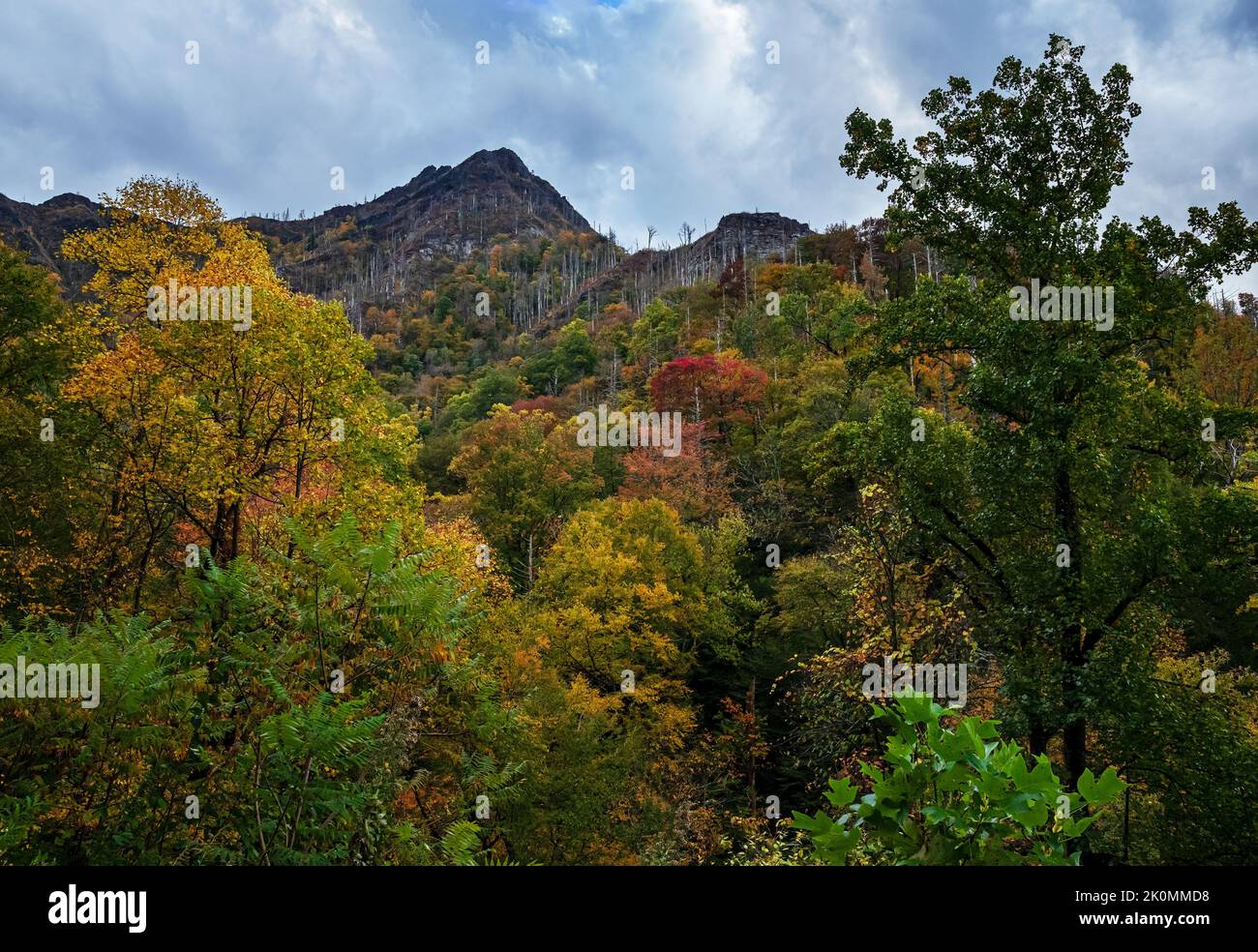 La couleur d'automne commence à dominer en automne dans la zone de Chimney Top du parc national des Great Smoky Mounrains, comté de Blount, Tennessee Banque D'Images