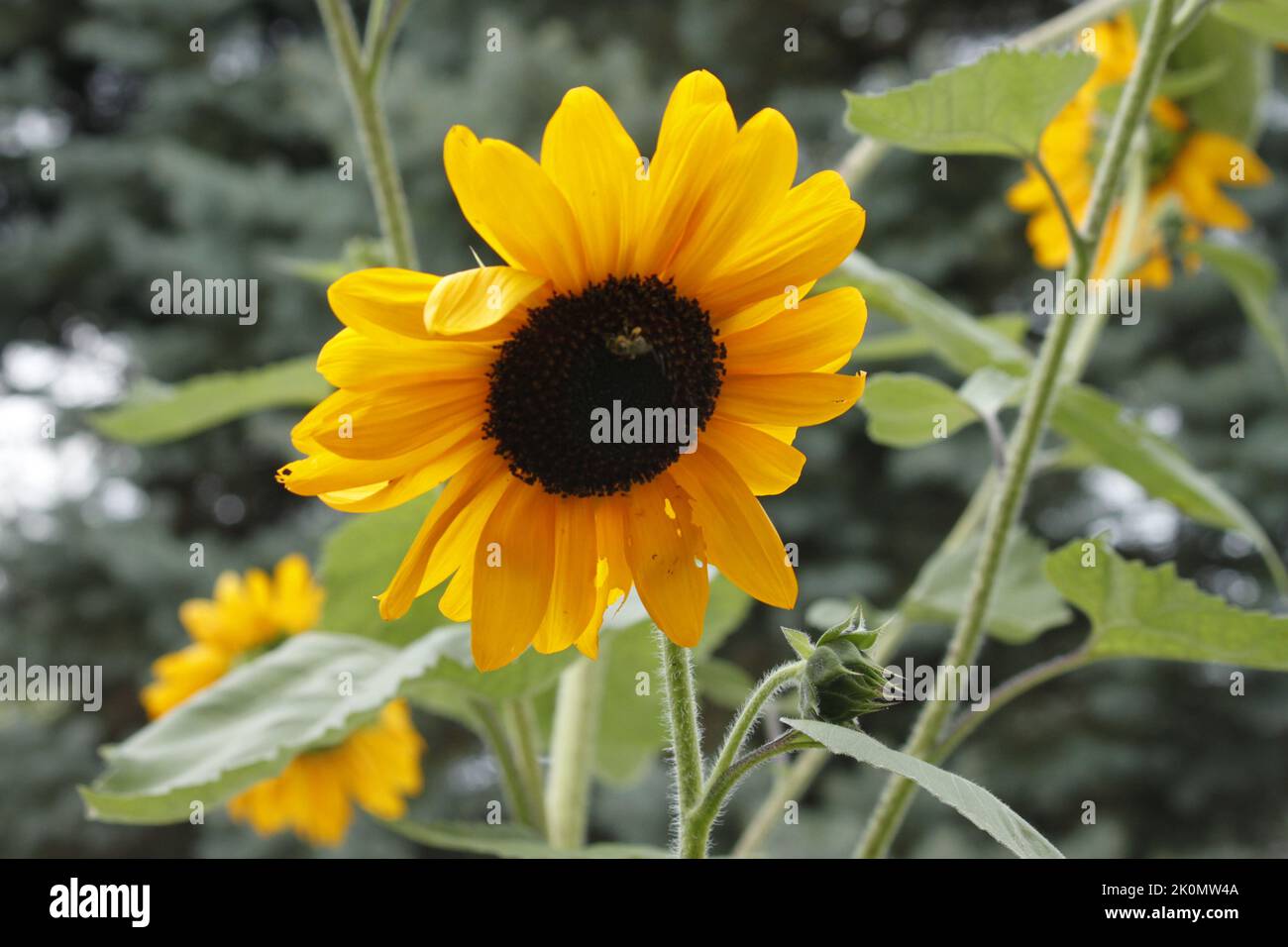 Abeille récolte de pollen sur un tournesol. Image en gros plan du tournesol pleine fleur avec une abeille collectant du pollen. Banque D'Images