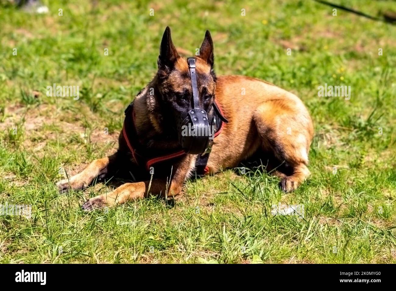 Berger belge, Malinois, dans un museau, dans un pré. Photo de haute qualité Banque D'Images