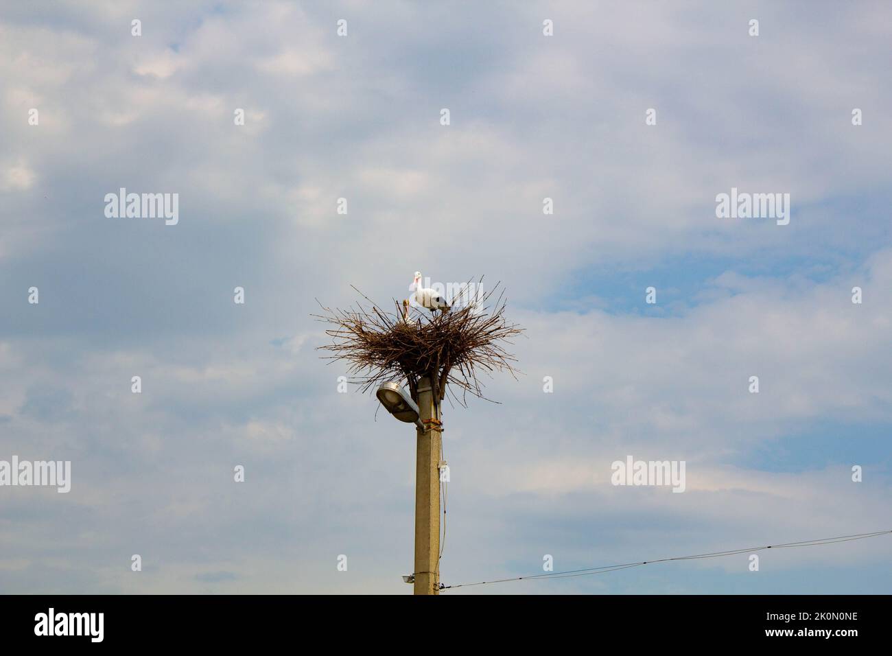 Porc dans un nid sur un poteau. Imitation. Un grand nid d'oiseau avec une famille de cigognes faites de branches et de brindilles sur un lampadaire sur le ciel bleu Banque D'Images