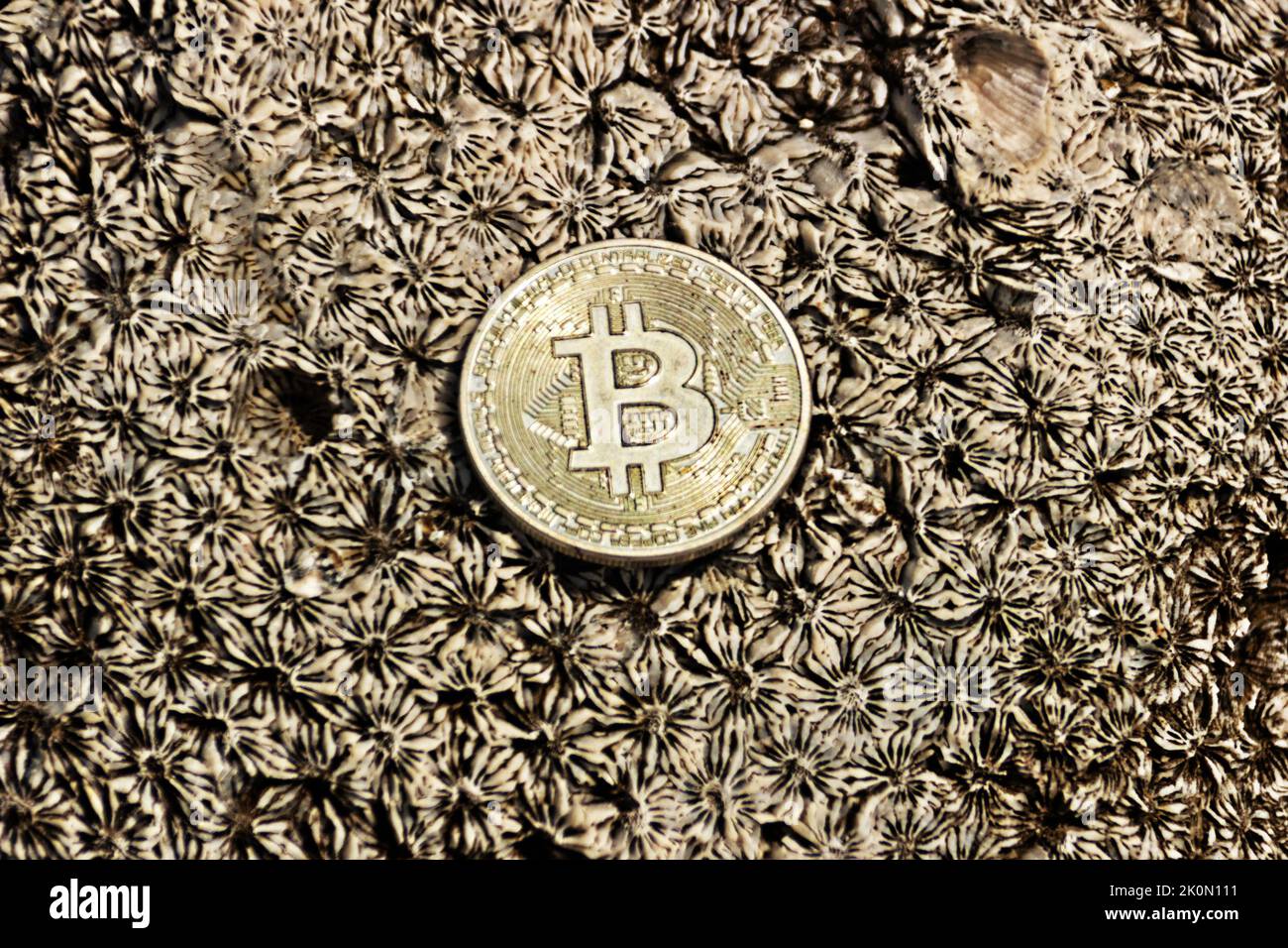 Bitcoin d'argent sur le fond des coraux morts bruns. Concept d'un nouveau monde numérique et ancien monde de la nature en train de mourir Banque D'Images