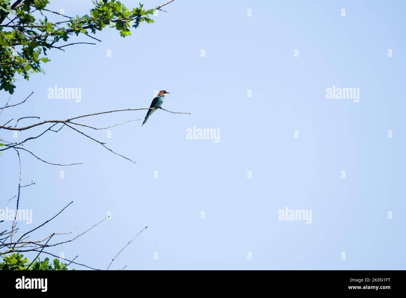 European Bee eater (Merops apiaster) sur une branche sèche. Il suit les abeilles de ces branches et attrape les abeilles volantes Banque D'Images