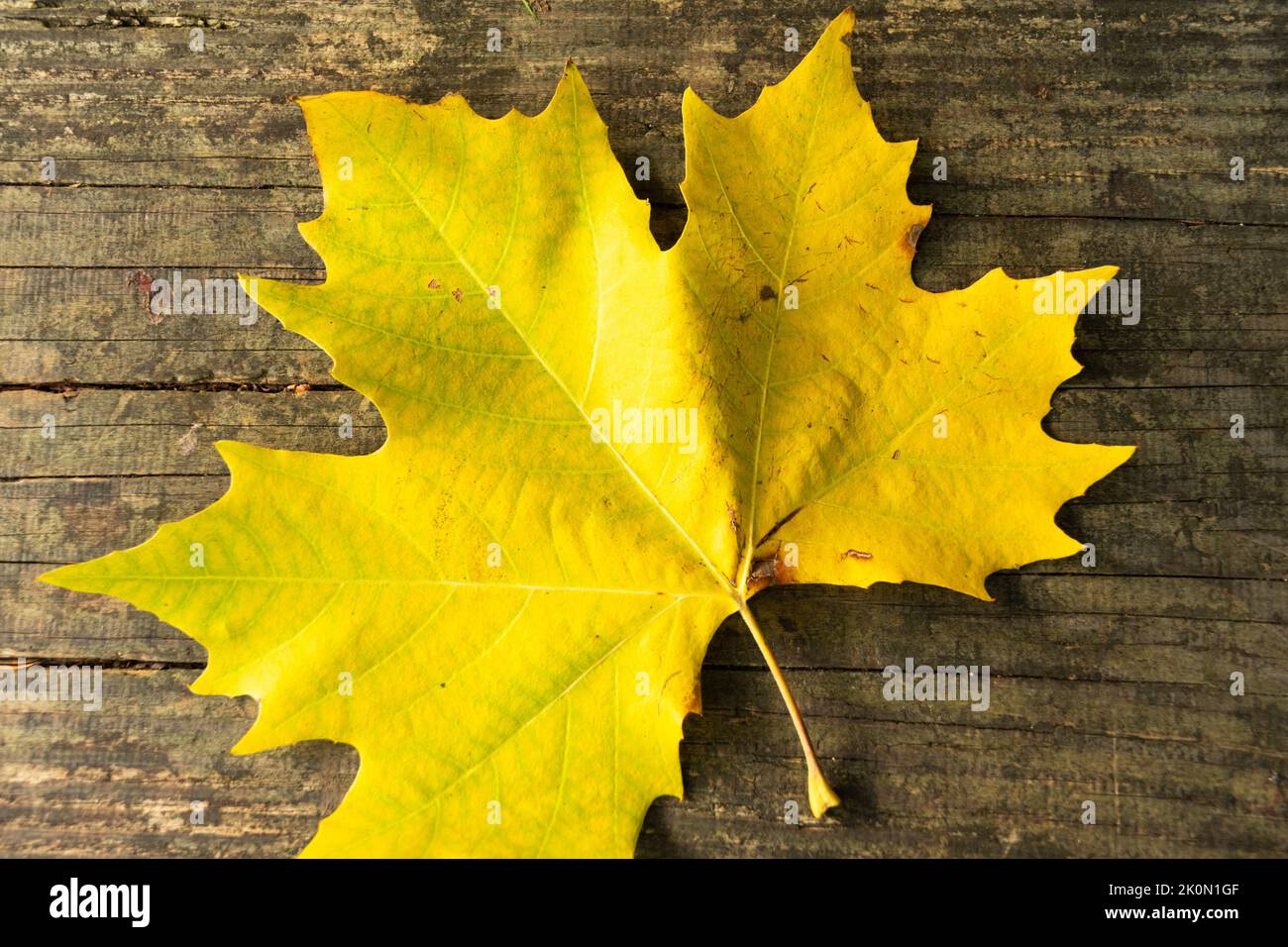 Feuille d'automne jaune sur banc en bois Banque D'Images