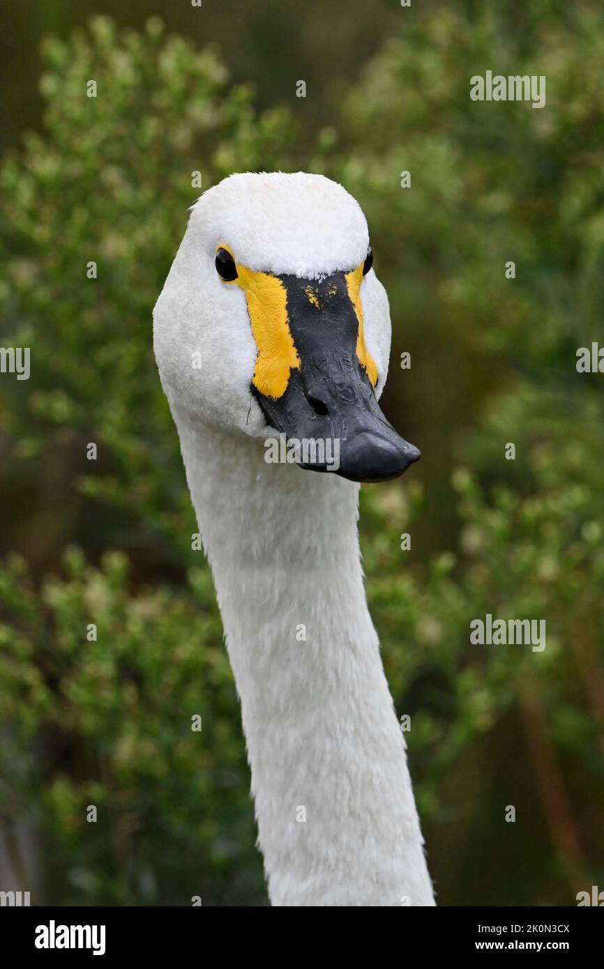 Cygne de Bewick ou Cygne de Tundra - Cygnus bewickii, gros plan de la tête Banque D'Images