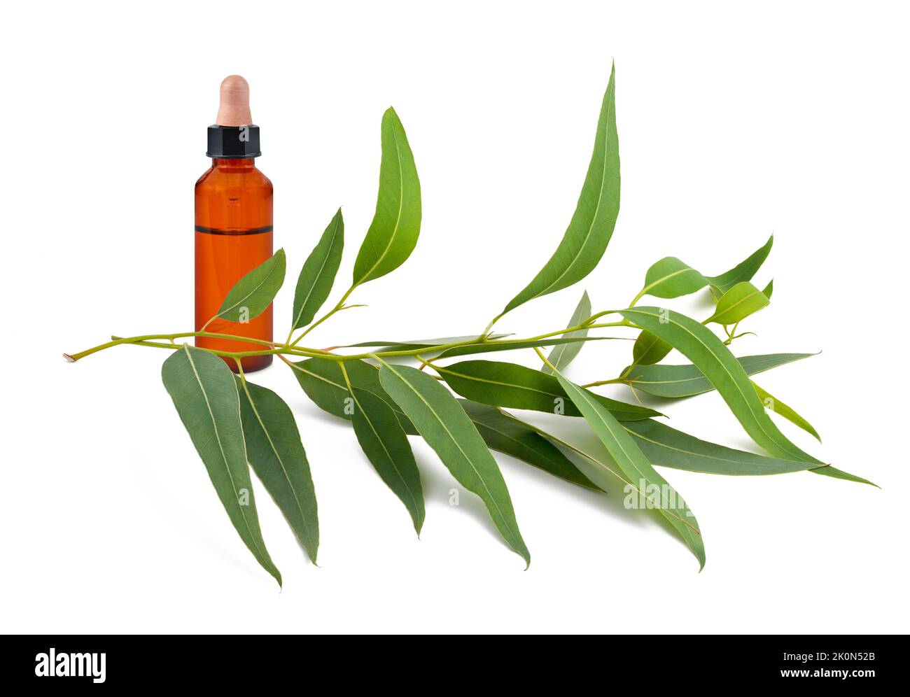 Branche d'eucalyptus avec bouteille avec huile essentielle isolée sur blanc Banque D'Images