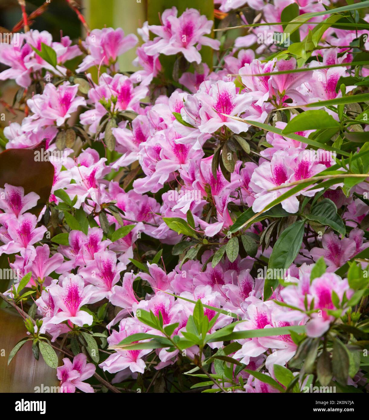 Grappe de fleurs roses et rouges d'Azalea indica cultivar, un arbuste à feuilles persistantes, qui pousse en Australie Banque D'Images