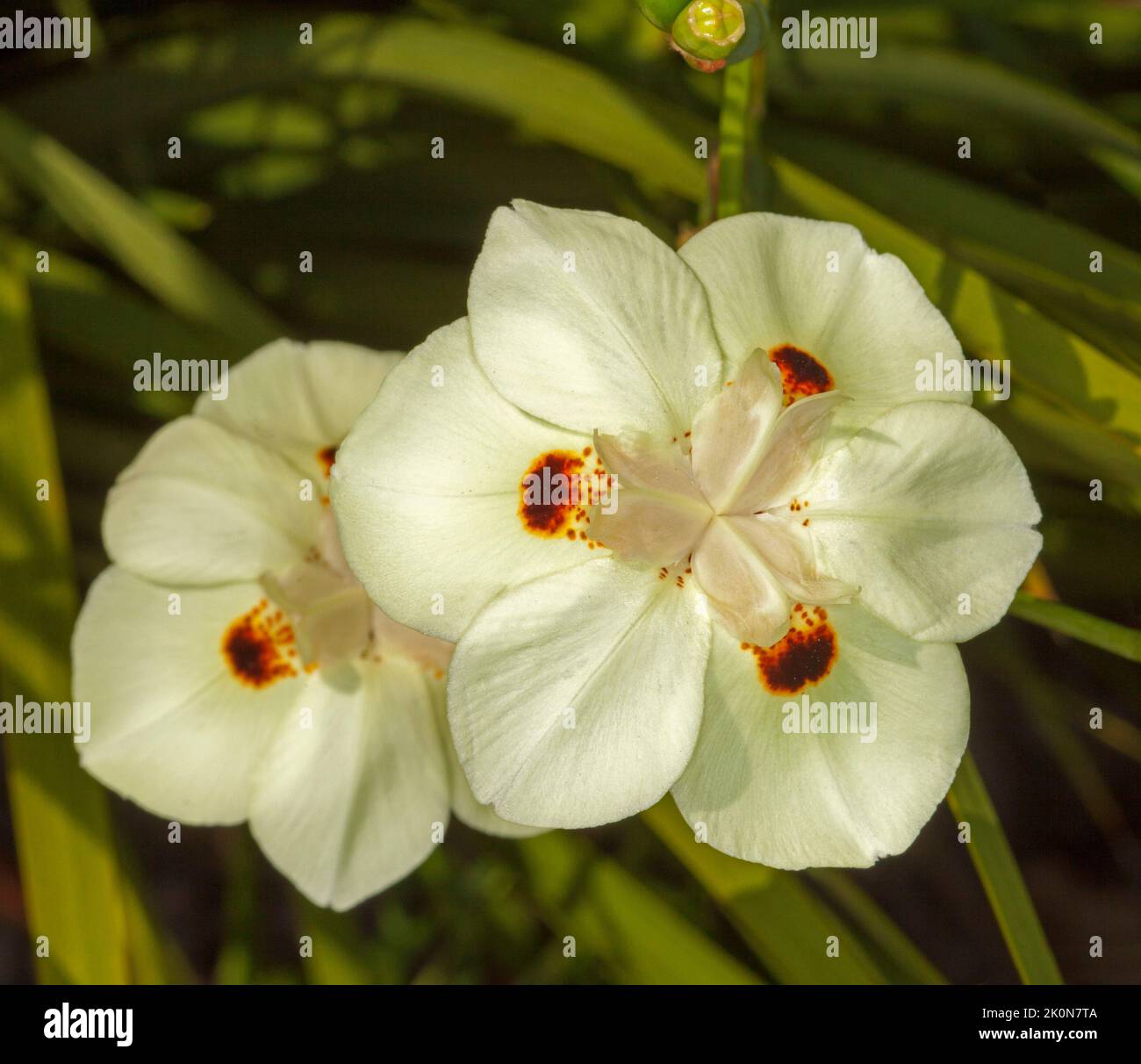 Belles fleurs jaune pâle de Dietes bicolor, Iris sauvage, plante vivace tolérante à la sécheresse, sur fond de feuillage vert, en Australie Banque D'Images