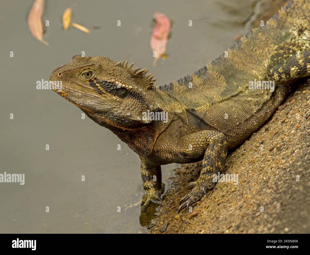 Dragon de l'est, Intellagama lesueurii, sur le rocher au bord du lac dans le parc de la ville en Australie Banque D'Images