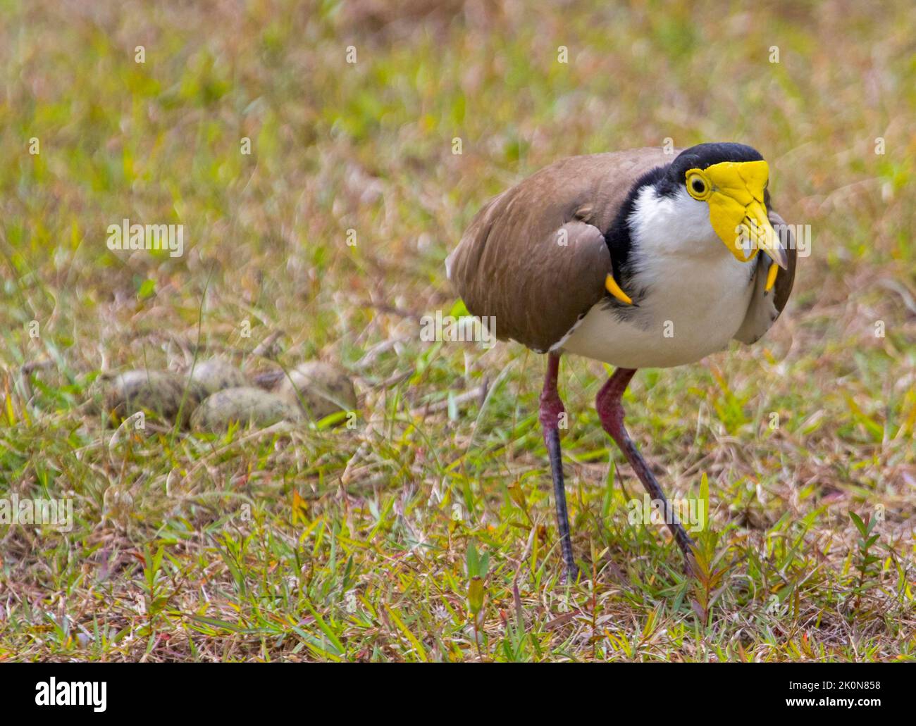 Lapwing masqué / Pluvier à ailes d'épi, Vanellus Miles, debout à côté de son nid et des œufs pondus sur le sol dans les prairies du Queensland en Australie Banque D'Images