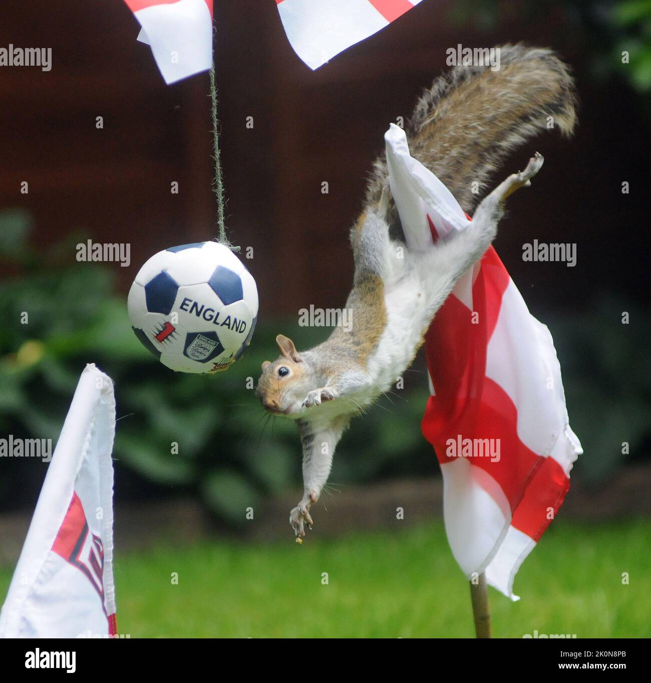 Ces écureuils gris vont des noix de Brésil essayant d'obtenir à quelques tidbits cachés dans un football. Jane Roberts, fan d'Angleterre (52), a installé le chargeur de cupFee mondial dans son jardin à Fareham, Hants. Jane a dit :''J'aime mettre en place différentes choses dans le jardin et puis s'asseoir et regarder les écureuils bouffonneries. Même lorsque vous déplacez les poteaux de but, ils s'y mettent pour atteindre leur objectif. J'avais beaucoup de drapeaux de coupe du monde que j'avais achetés pour les petits-enfants et je pensais avoir mis en place une mini coupe du monde dans mon jardin. pic Mike Walker, Mike Walker Pictures,2014 Banque D'Images