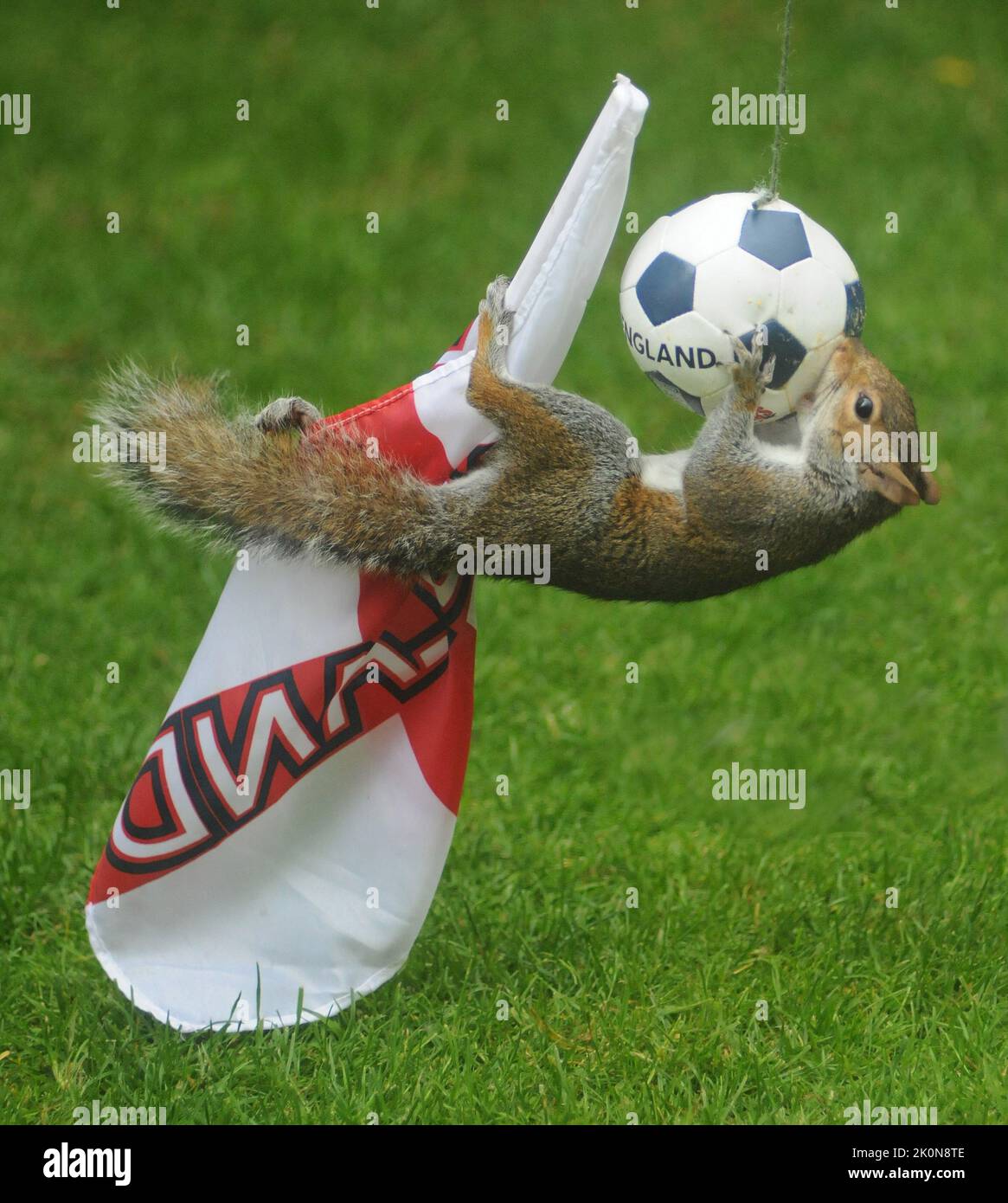 Ces écureuils gris vont des noix de Brésil essayant d'obtenir à quelques tidbits cachés dans un football. Jane Roberts, fan d'Angleterre (52), a installé le chargeur de cupFee mondial dans son jardin à Fareham, Hants. Jane a dit :''J'aime mettre en place différentes choses dans le jardin et puis s'asseoir et regarder les écureuils bouffonneries. Même lorsque vous déplacez les poteaux de but, ils s'y mettent pour atteindre leur objectif. J'avais beaucoup de drapeaux de coupe du monde que j'avais achetés pour les petits-enfants et je pensais avoir mis en place une mini coupe du monde dans mon jardin. pic Mike Walker, Mike Walker Pictures,2014 Banque D'Images