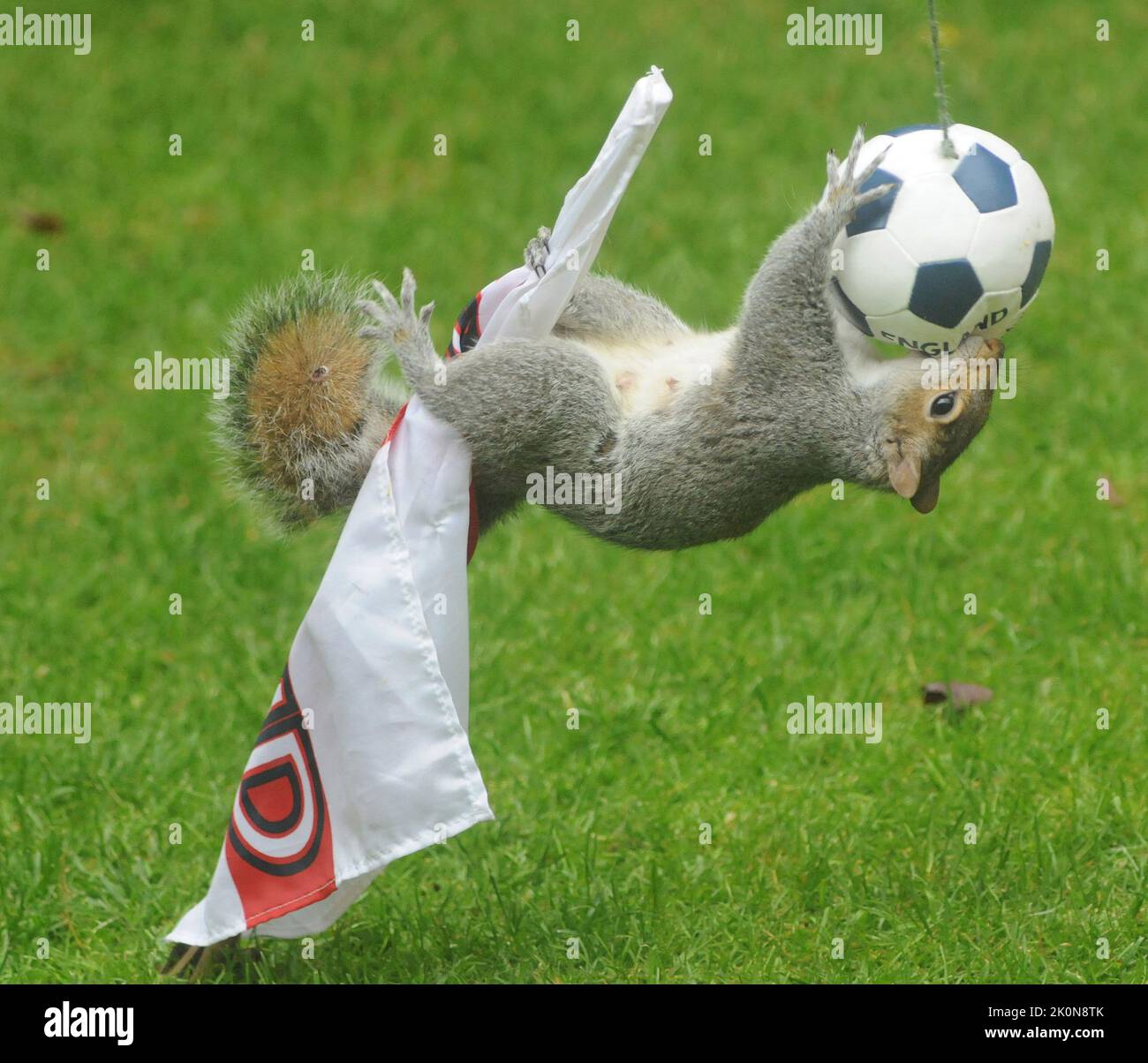 Ces écureuils gris vont des noix de Brésil essayant d'obtenir à quelques tidbits cachés dans un football. Jane Roberts, fan d'Angleterre (52), a installé le chargeur de cupFee mondial dans son jardin à Fareham, Hants. Jane a dit :''J'aime mettre en place différentes choses dans le jardin et puis s'asseoir et regarder les écureuils bouffonneries. Même lorsque vous déplacez les poteaux de but, ils s'y mettent pour atteindre leur objectif. J'avais beaucoup de drapeaux de coupe du monde que j'avais achetés pour les petits-enfants et je pensais avoir mis en place une mini coupe du monde dans mon jardin. pic Mike Walker, Mike Walker Pictures,2014 Banque D'Images