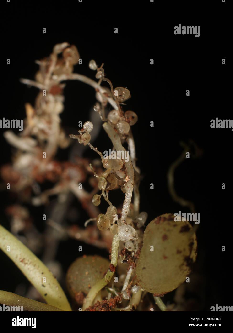 Stolons et pièges de l'utricularia endresimi épiphytique bladdermoût trouvé dans la péninsule d'Osa au Costa Rica Banque D'Images
