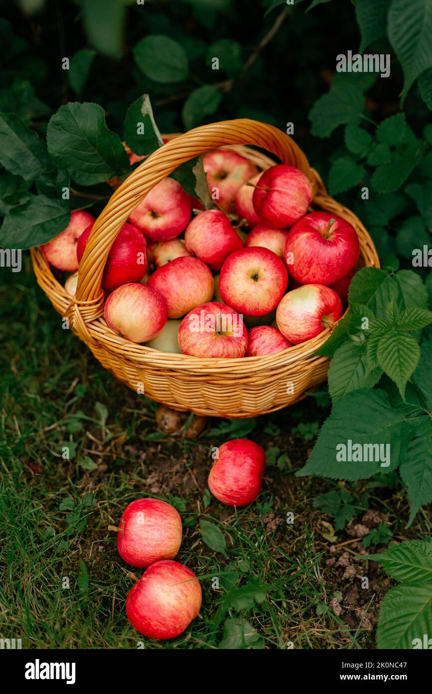 pommes rouges mûres dans un panier sous un arbre Banque D'Images