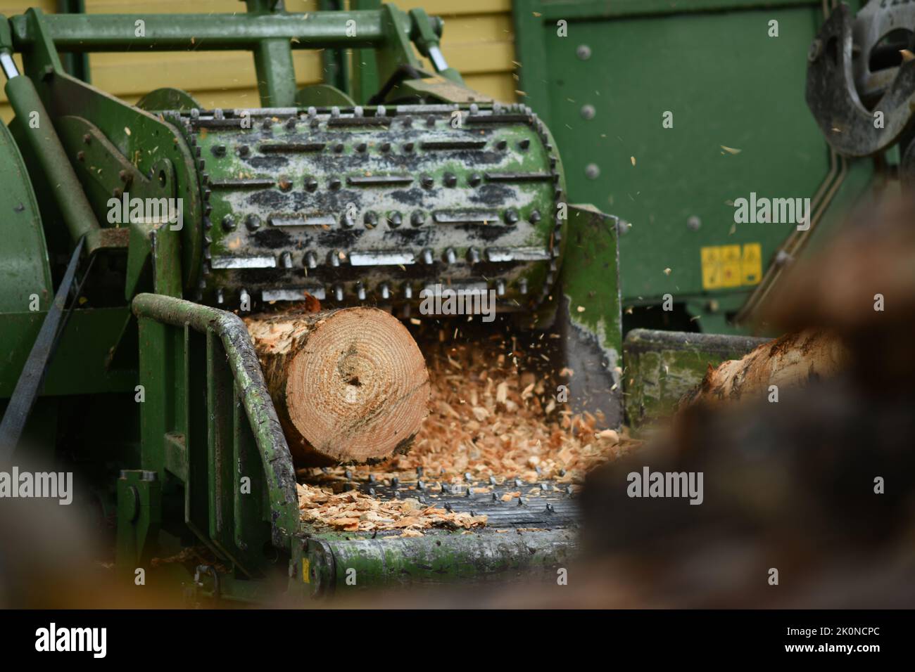 Une machine à ébavucher dessine une bûche de pinus radiata pour être réduite en copeaux de bois Banque D'Images