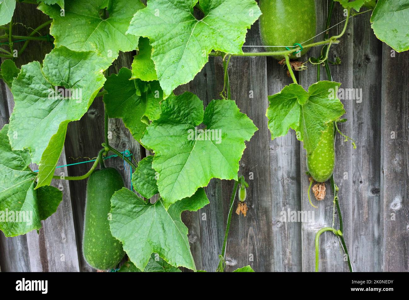 Des flous melons organiques grimpent sur la clôture Banque D'Images