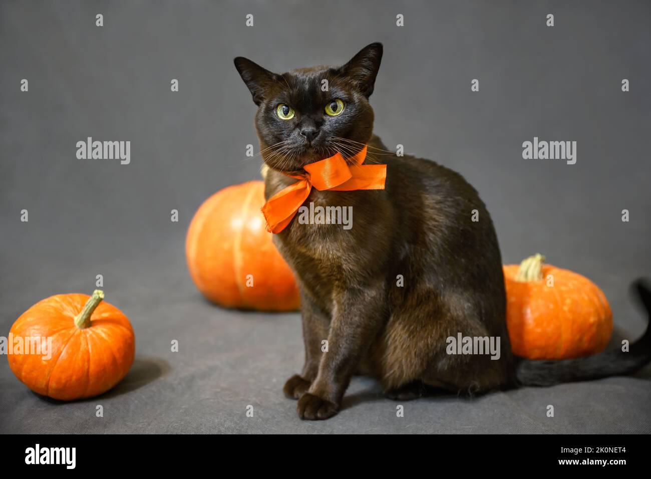 Chat birman sur Halloween, portrait de chat birman brun avec ruban d'orange et citrouilles, animal mignon assis sur fond gris dans les vacances d'Halloween en studio Banque D'Images