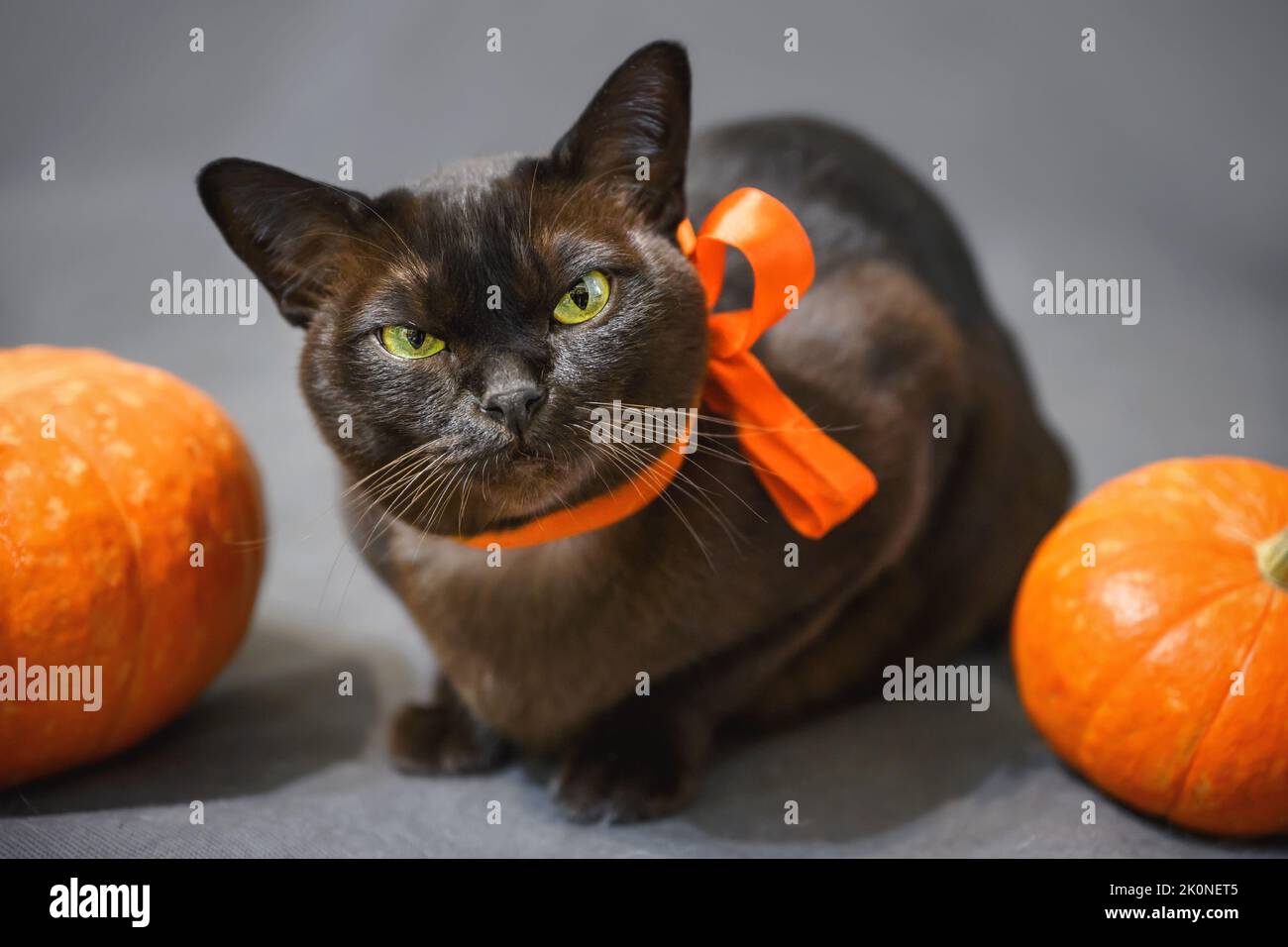 Chat allongé par des citrouilles à Halloween, portrait de chat de Birmanie grincheux avec ruban orange sur fond gris, regard d'animal de compagnie à la caméra pendant les vacances d'Halloween à hom Banque D'Images