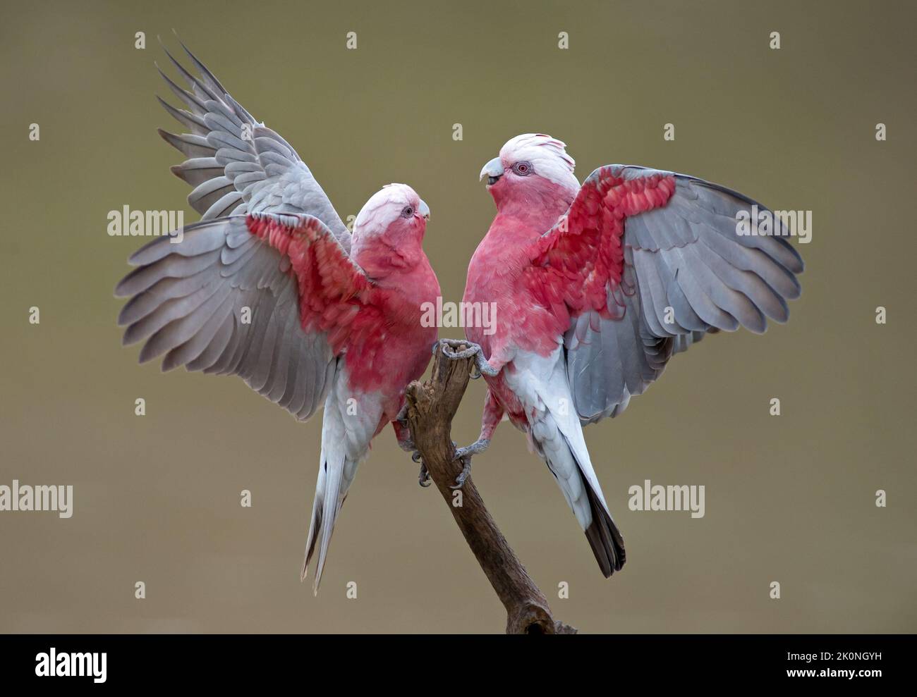 Galahs sur Cooper Creek près d'Innamincka, Australie méridionale. Banque D'Images