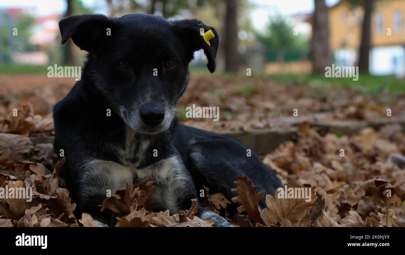 Gros plan d'un chien noir errant allongé dans des feuilles mortes dans un parc Banque D'Images