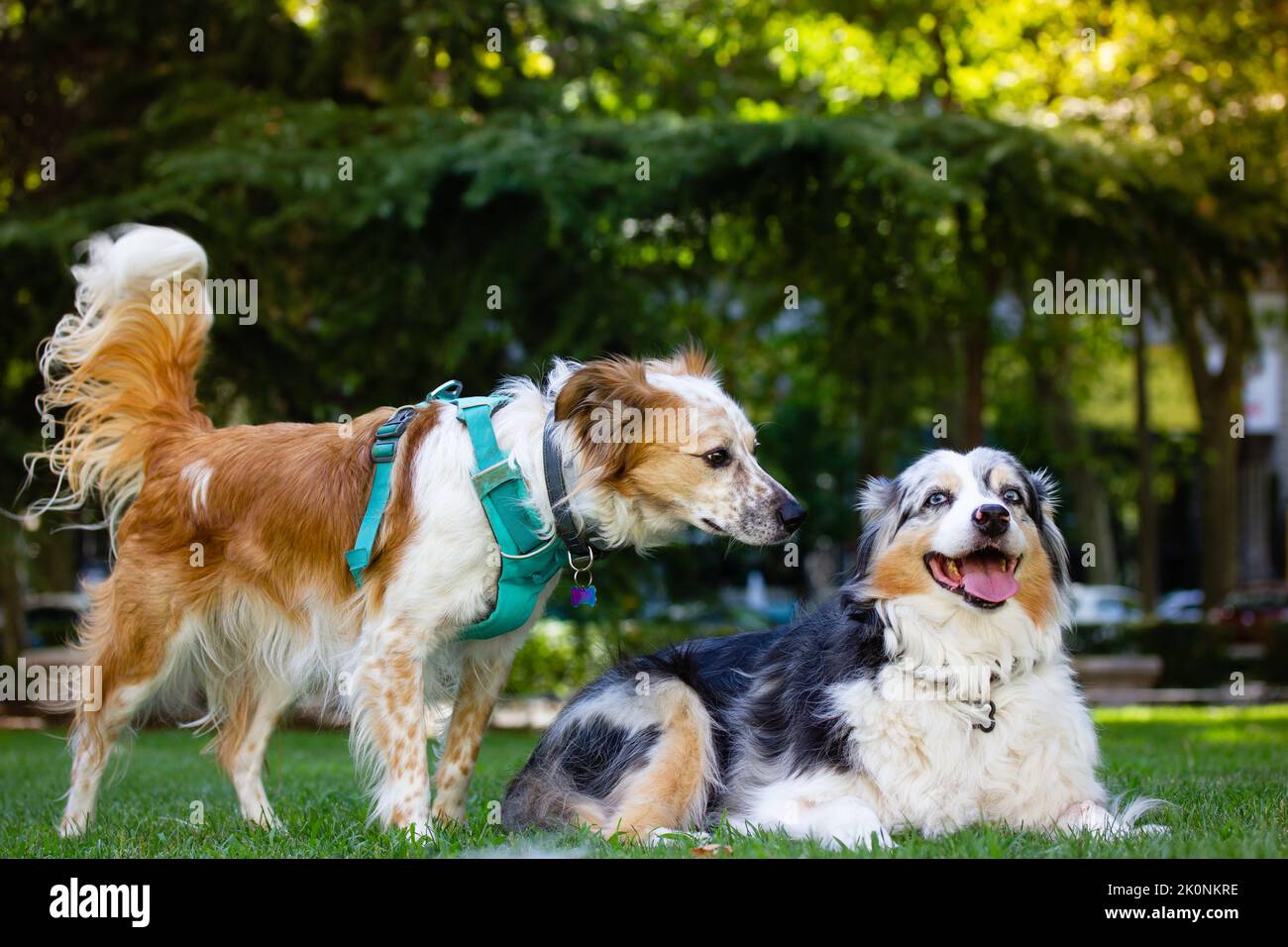Couple de chiens amoureux. Deux chiens domestiques à poil long se familiarisent les uns avec les autres. Berger australien dans le parc vert à l'été blanc et RE Banque D'Images