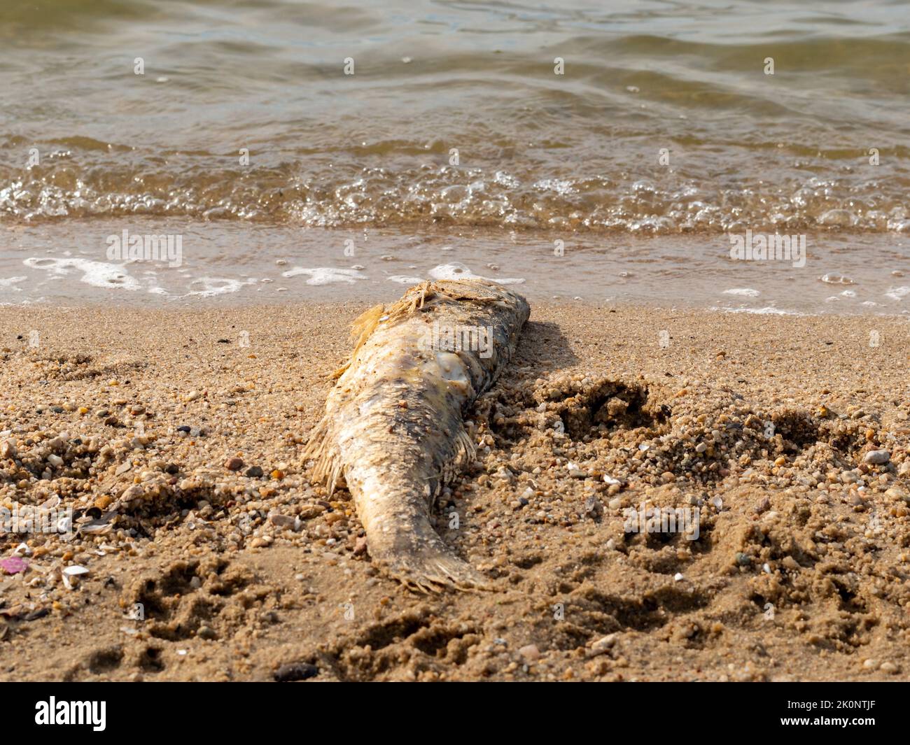 Un poisson mort allongé sur le sable à côté de l'eau. Rive d'un petit lac. Animal sauvage mort dans la nature. La cause de la mort n'est pas connue. Banque D'Images