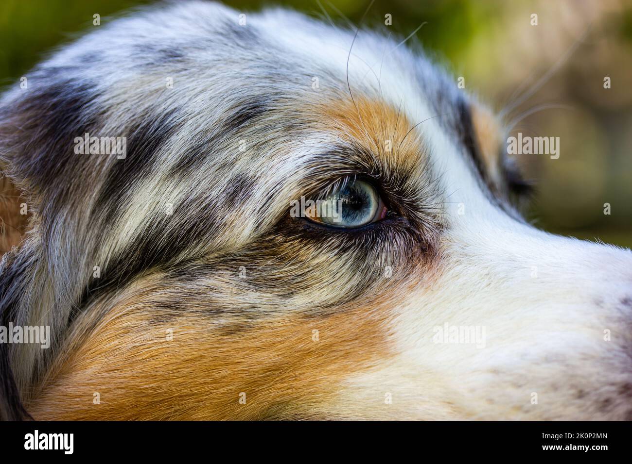Portrait de berger australien en gros plan. Texture des cheveux de chien. Yeux macro bleus pour chiens Banque D'Images