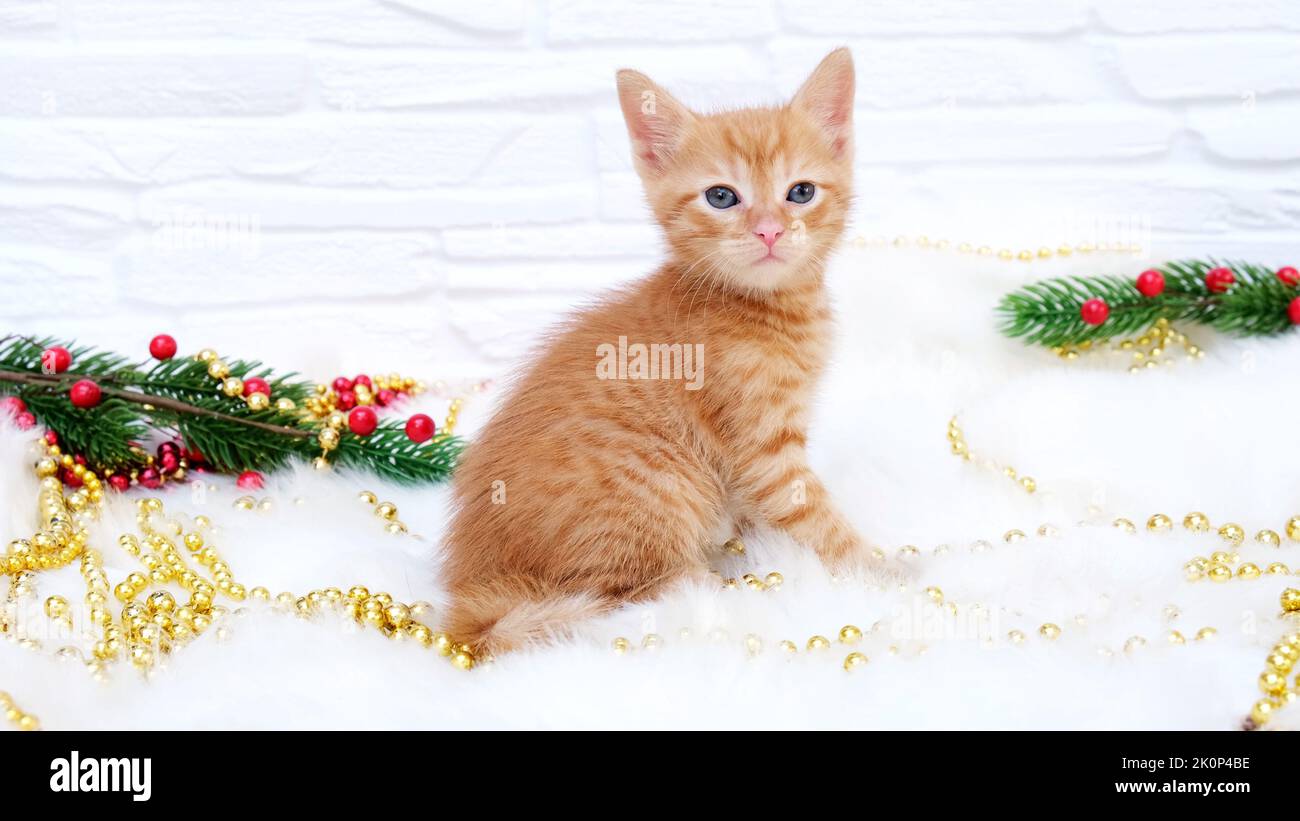 Ginger Tabby ludique curieux chaton de noël se trouve à côté de décorations de noël, jouets. Concept de Noël et de nouvel an Banque D'Images