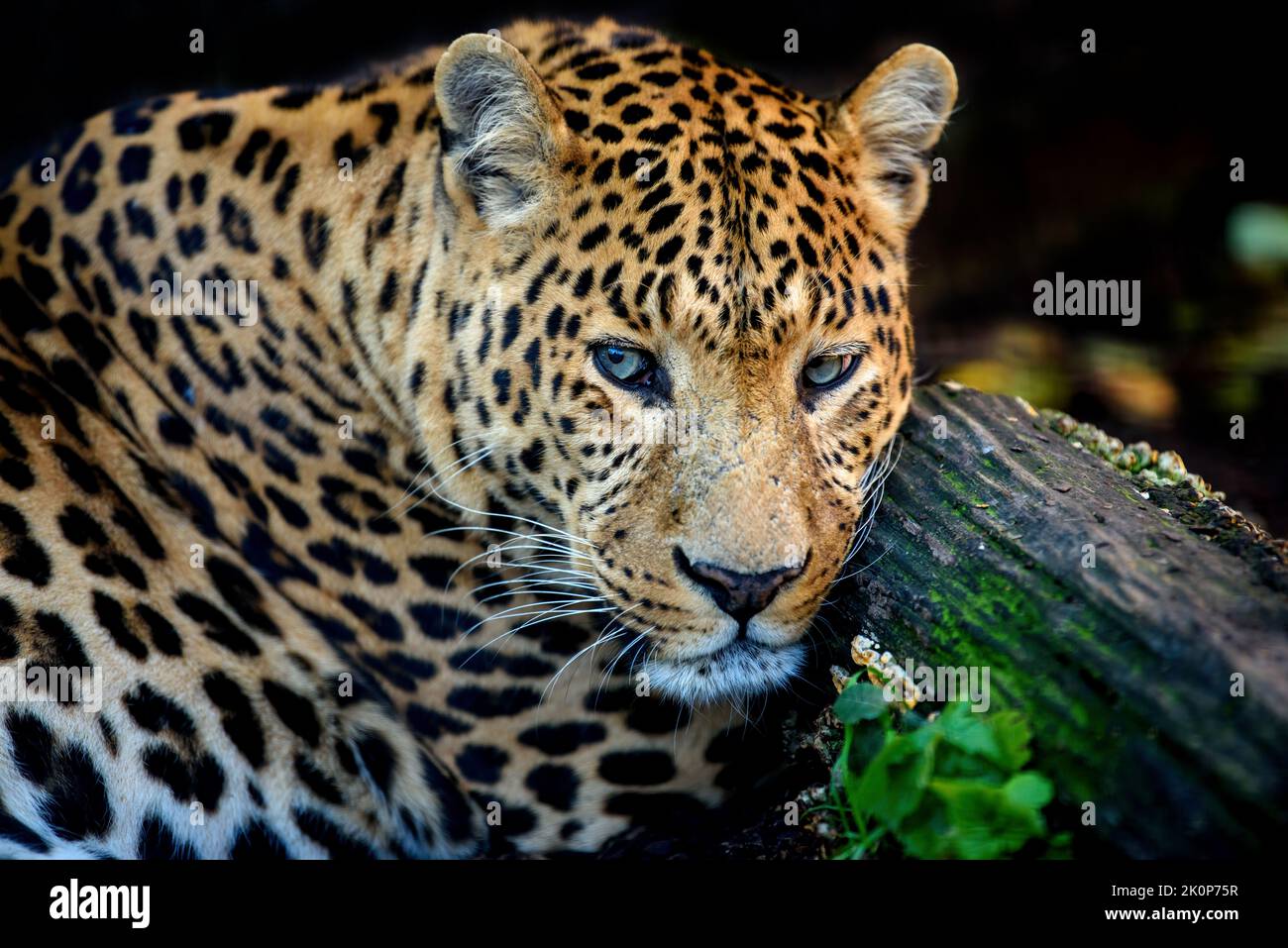Léopard, animal sauvage dans l'habitat naturel. Gros chat en forêt Banque D'Images