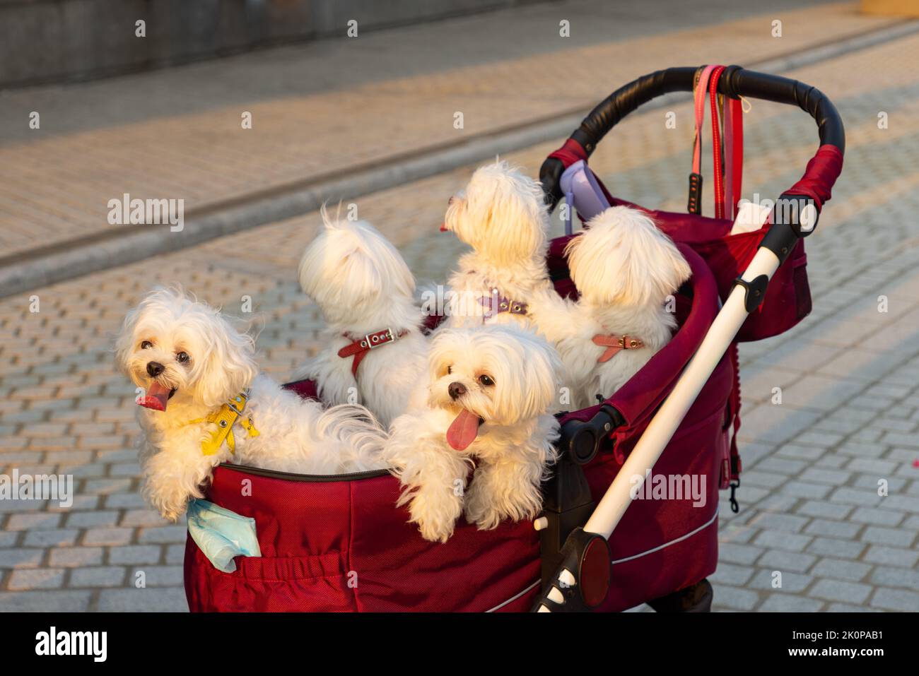 Cinq chiens de paddle en tramway à proximité de West Kowloon Waterfront Promenade, Hong Kong pendant le coucher du soleil Banque D'Images