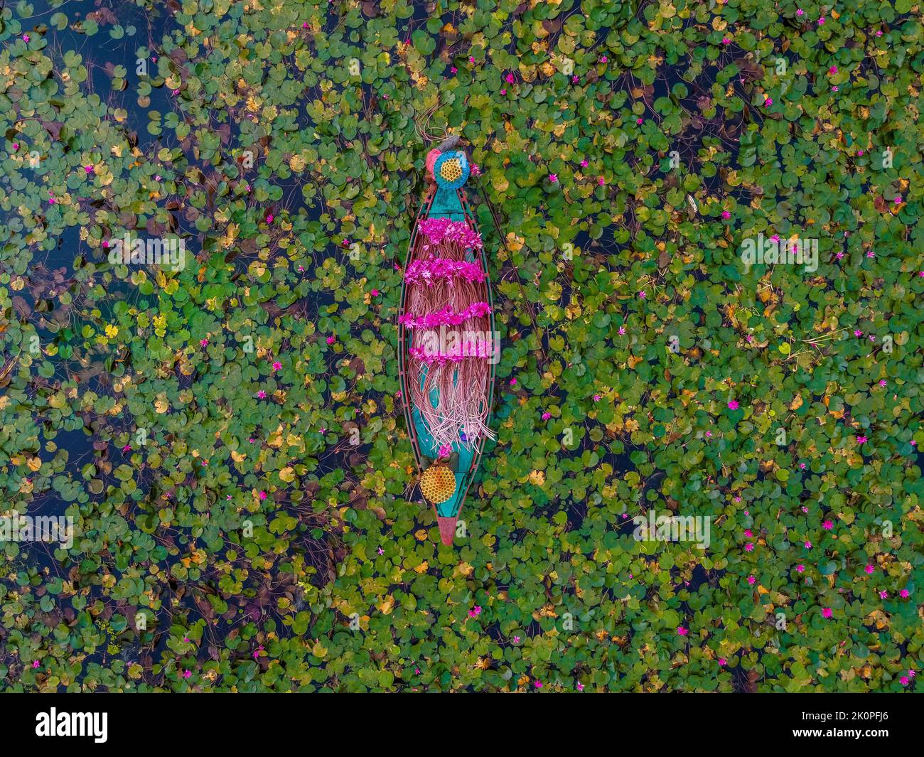 Barishal, Bangladesh. 13th septembre 2022. Les agriculteurs sont vus flotter à travers un canal de plus de 40 kilomètres carrés et ramasser les lilies d'eau à Barishal. Les travailleurs sont vus travailler dès le début de la matinée à partir de 6-8 heures du matin dans le canal en portant des casquettes de tête faites à la main pour protéger leur tête et leur corps pour la chaleur énorme du soleil. Les agriculteurs vendraient les fleurs délicates de rose vif sur le marché local. Les nénuphars roses et les nénuphars verts couvrent le canal et les terres humides de plus de 10 000 acres à Barishal. Les fleurs ne fleurissent qu'à un moment précis de l'inondation saisonnière commençant d'août à novembre. Banque D'Images