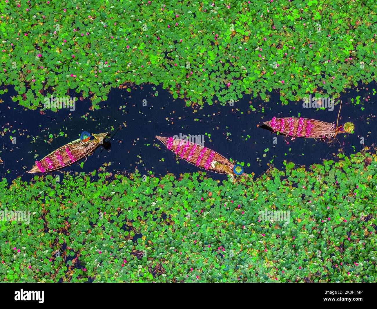 Barishal, Bangladesh. 13th septembre 2022. Les agriculteurs sont vus flotter à travers un canal de plus de 40 kilomètres carrés et ramasser les lilies d'eau à Barishal. Les travailleurs sont vus travailler dès le début de la matinée à partir de 6-8 heures du matin dans le canal en portant des casquettes de tête faites à la main pour protéger leur tête et leur corps pour la chaleur énorme du soleil. Les agriculteurs vendraient les fleurs délicates de rose vif sur le marché local. Les nénuphars roses et les nénuphars verts couvrent le canal et les terres humides de plus de 10 000 acres à Barishal. Les fleurs ne fleurissent qu'à un moment précis de l'inondation saisonnière commençant d'août à novembre. Banque D'Images