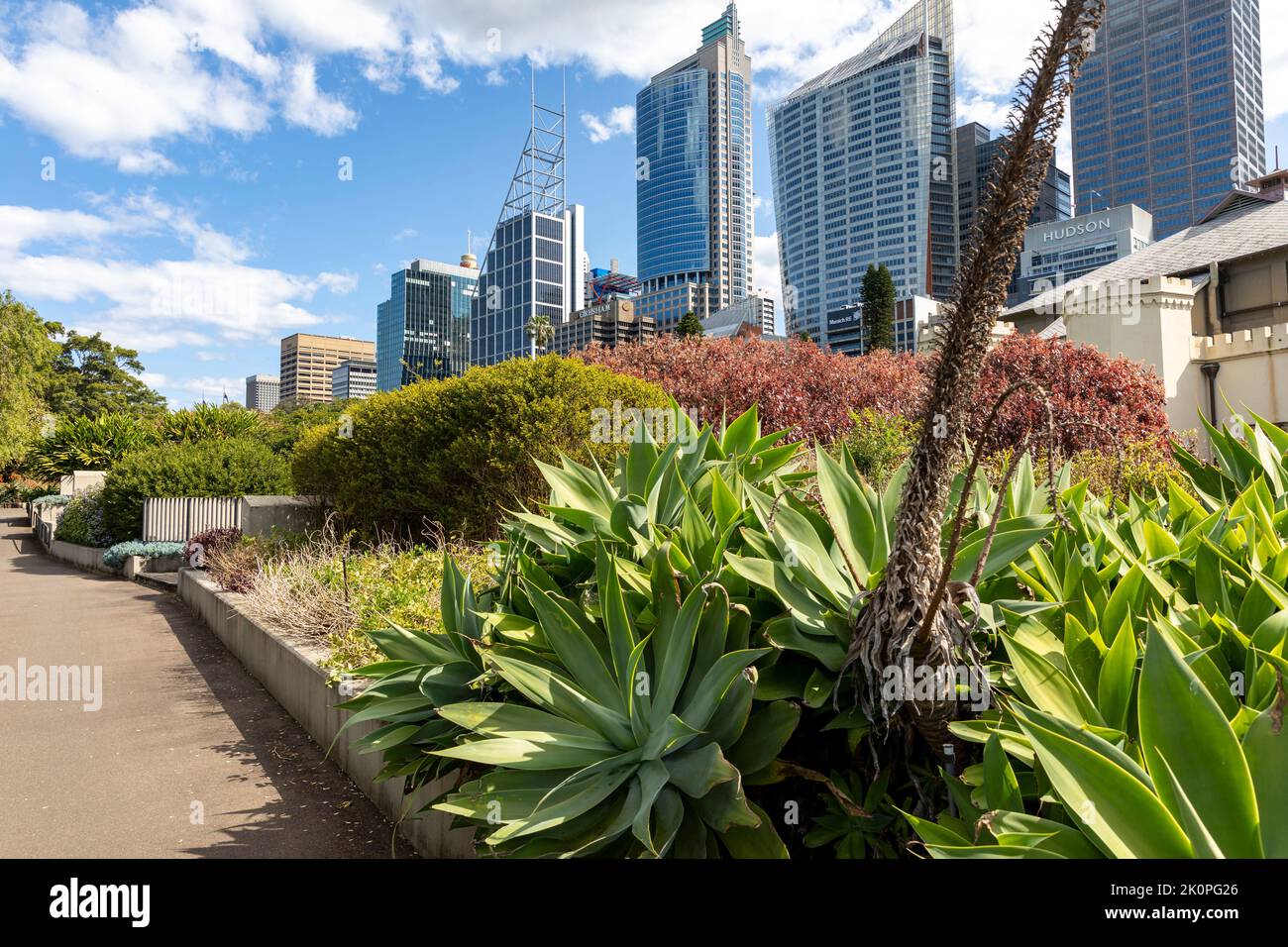 Royal Botanic Garden au printemps avec des plantes d'agave attenuata, des immeubles de bureaux dans le centre-ville de Sydney, Sydney, NSW, Australie Banque D'Images