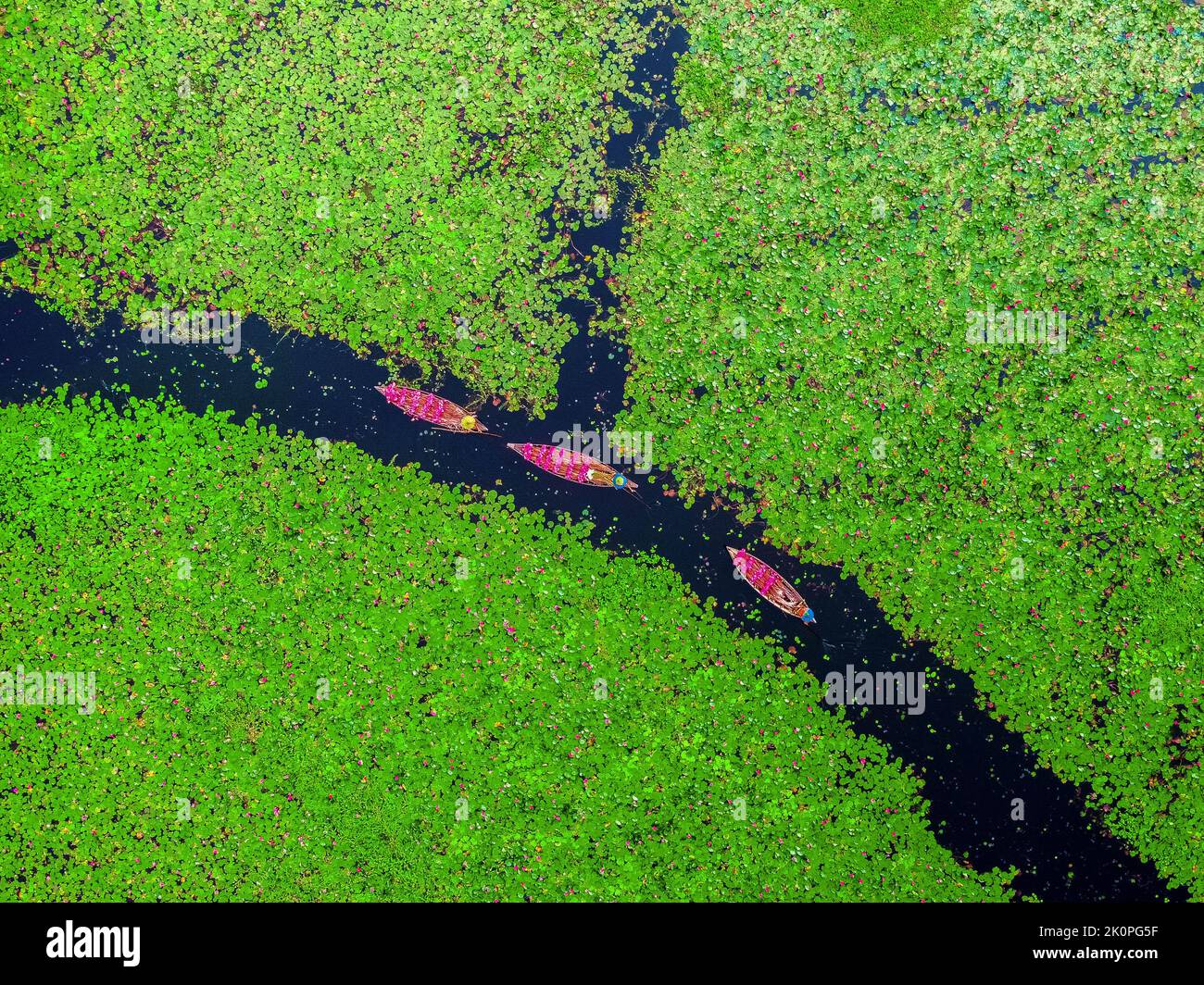 Barishal, Bangladesh. 13th septembre 2022. Les agriculteurs sont vus flotter à travers un canal de plus de 40 kilomètres carrés et ramasser les lilies d'eau à Barishal. Les travailleurs sont vus travailler dès le début de la matinée à partir de 6-8 heures du matin dans le canal en portant des casquettes de tête faites à la main pour protéger leur tête et leur corps pour la chaleur énorme du soleil. Les agriculteurs vendraient les fleurs délicates de rose vif sur le marché local. Les nénuphars roses et les nénuphars verts couvrent le canal et les terres humides de plus de 10 000 acres à Barishal. Les fleurs ne fleurissent qu'à un moment précis de l'inondation saisonnière commençant d'août à novembre. Banque D'Images