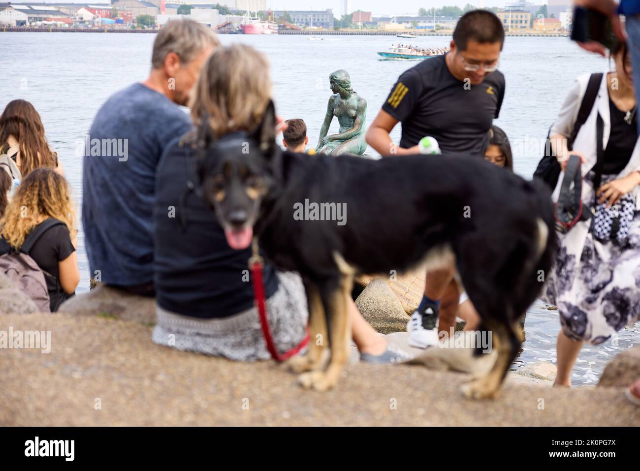 La petite Sirène derrière les touristes et un chien (statue de bronze d'Edvard Eriksen, 1913); Copenhague, Danemark Banque D'Images