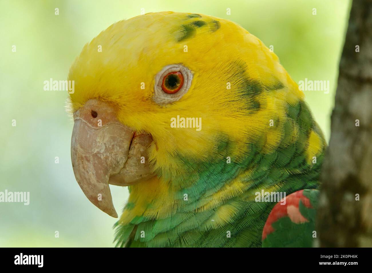 Portrait du magnifique perroquet amazonien à tête jaune au Mexique sur fond vert flou derrière la branche Banque D'Images