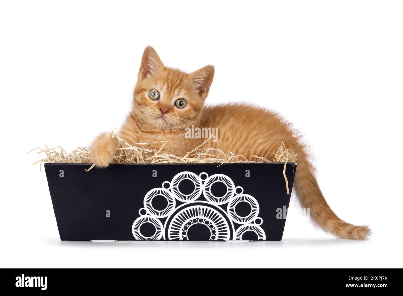 Mignon rouge Britannique Shorthair chat chaton, en posant dans carton présente boîte. Regarder directement vers l'appareil photo. Isolé sur un fond blanc. Banque D'Images