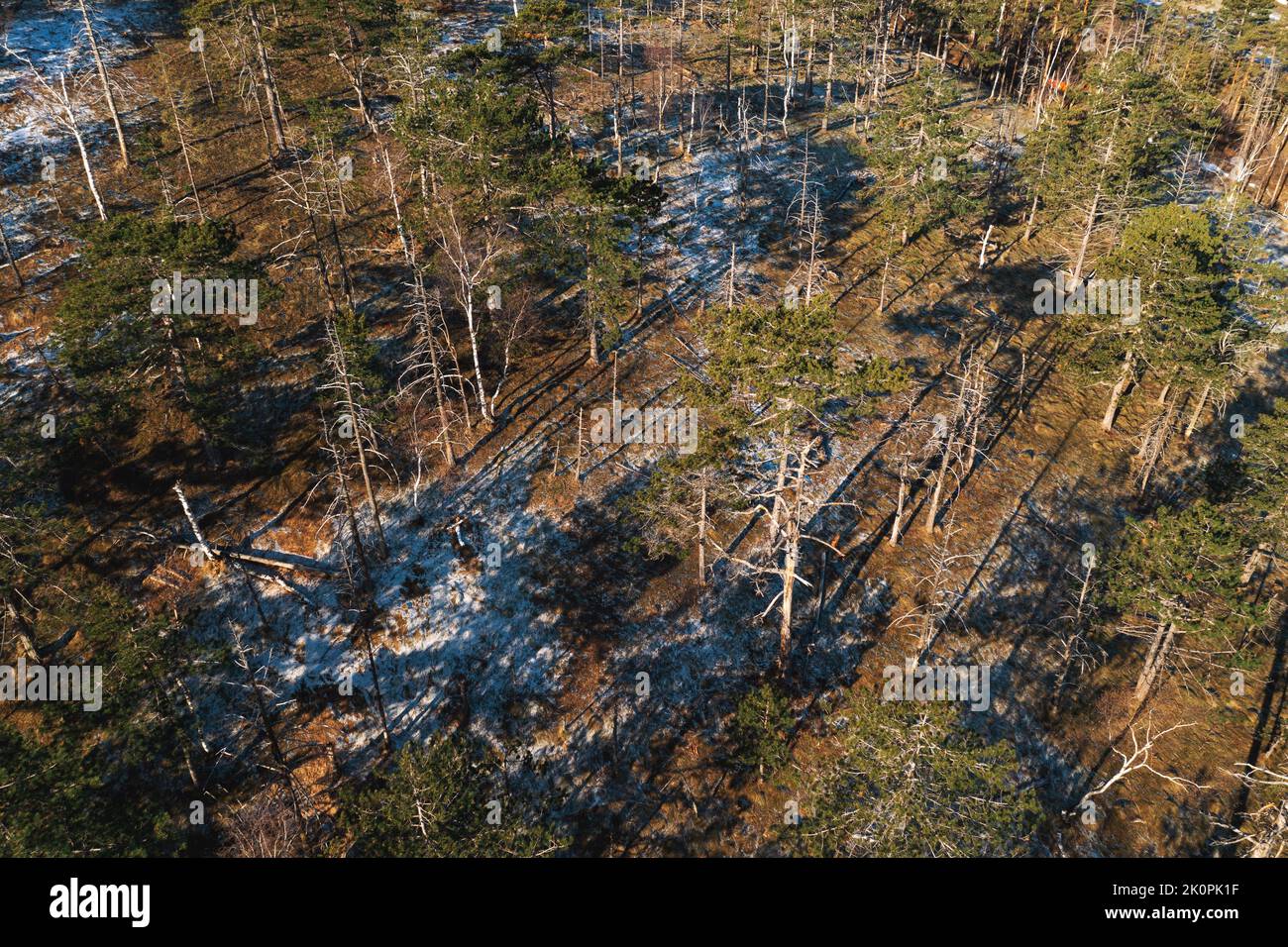 Vue aérienne des dommages environnementaux dans la forêt à feuilles persistantes à partir de drone pov, tourné à Divcibare, Serbie Banque D'Images