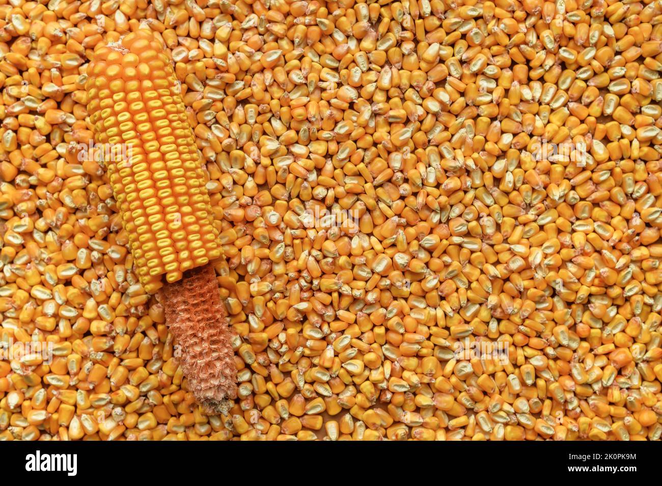 Récolte de grains de maïs décortiqués détachés de l'épi, vue de dessus Banque D'Images