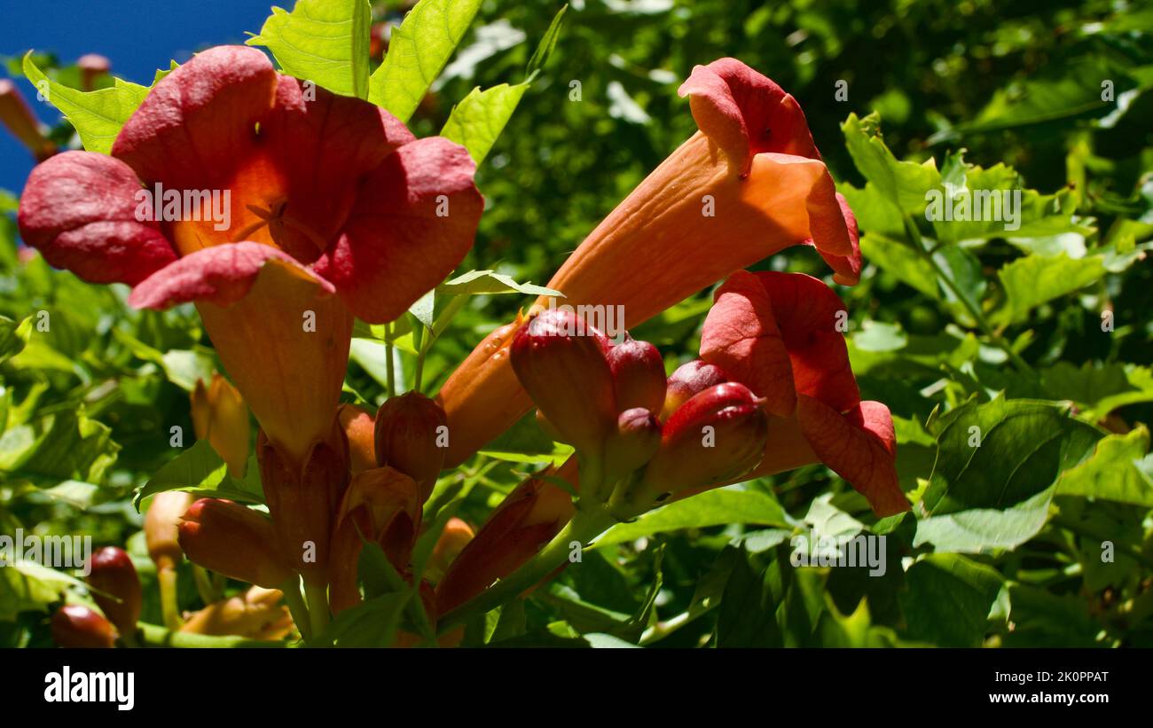 Fleur de trompette orange. Son nom latin est Brugmansia. Son autre nom est la trompette d'Angel. Arbuste de jardin avec de grandes fleurs en trompette. Banque D'Images