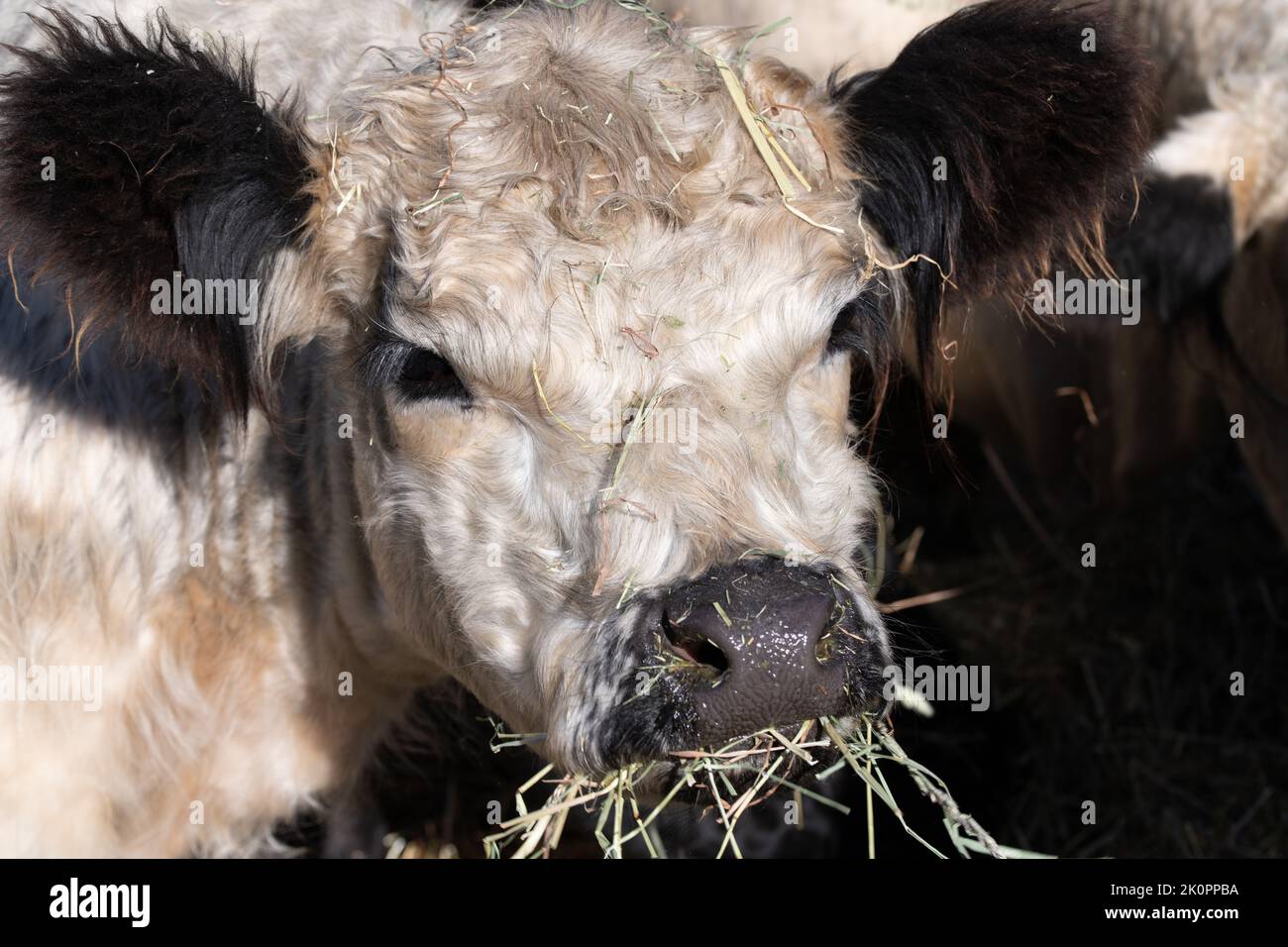 Gros plan et portrait d'une jeune vache Angus blanche regardant la caméra avec sa bouche pleine de foin. Banque D'Images