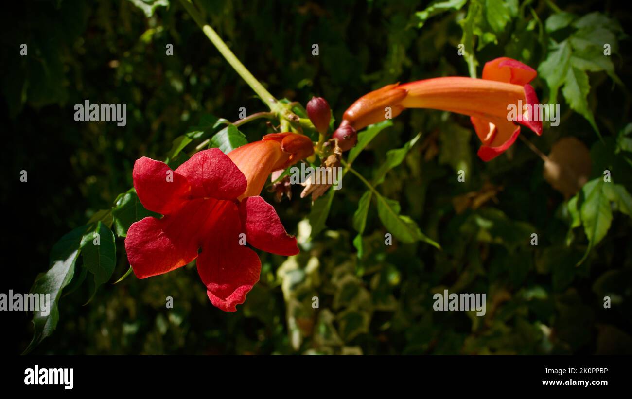 Fleur de trompette orange. Son nom latin est Brugmansia. Son autre nom est la trompette d'Angel. Arbuste de jardin avec de grandes fleurs en trompette. Banque D'Images
