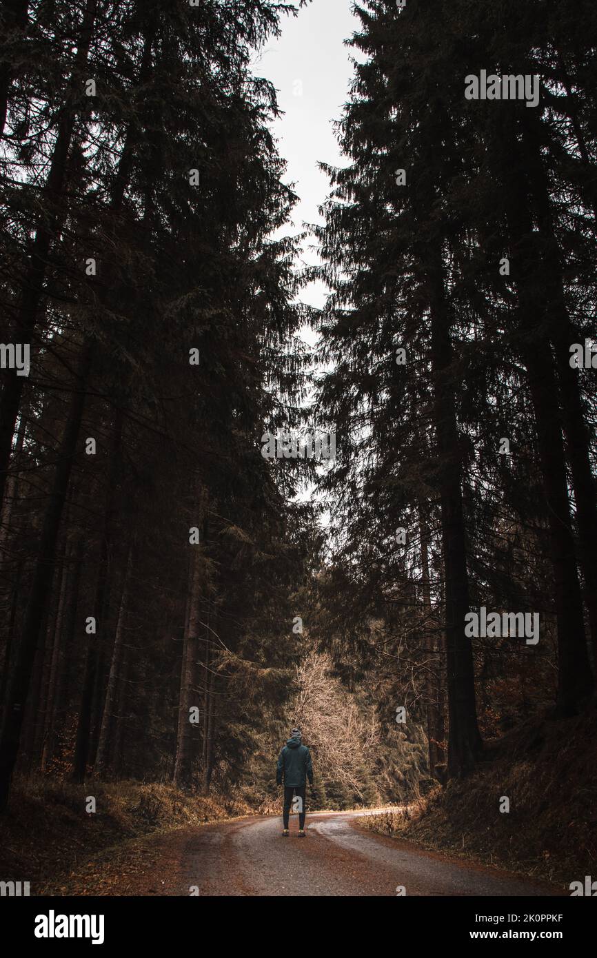 En marchant dans la forêt noire d'épinette le long de l'ancienne allée, l'homme regarde et réalise combien il est petit et éphémère comparé à ce désert. Banque D'Images